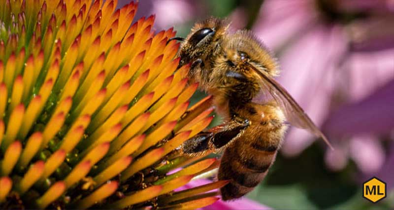 Ways to Increase Your Local Bee Population
