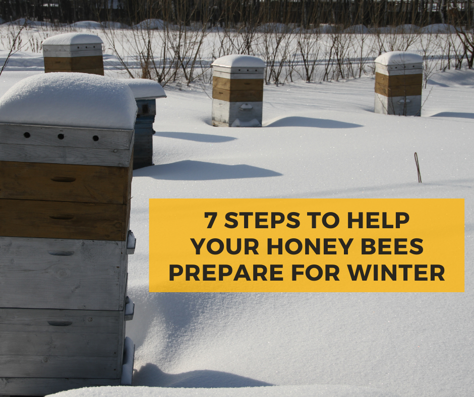 Steps To Help Your Honey Bees Prepare For Winter, Mann Lake Ltd
