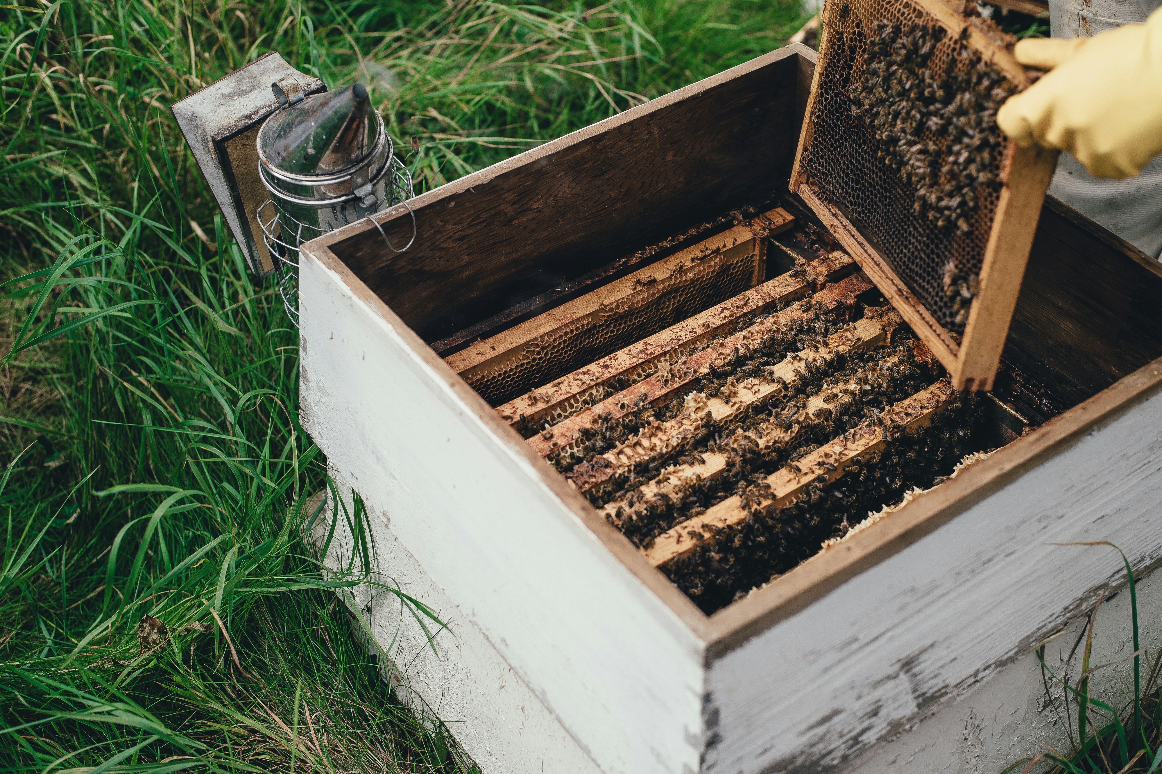 Beekeeper inspecting hive with bees on honeycomb frames and smoker equipment in grassy field