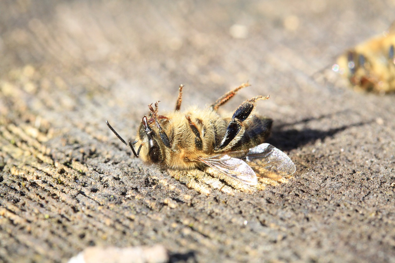 Close-up of a honeybee on wooden surface showcasing intricate wing detail and pollen on body