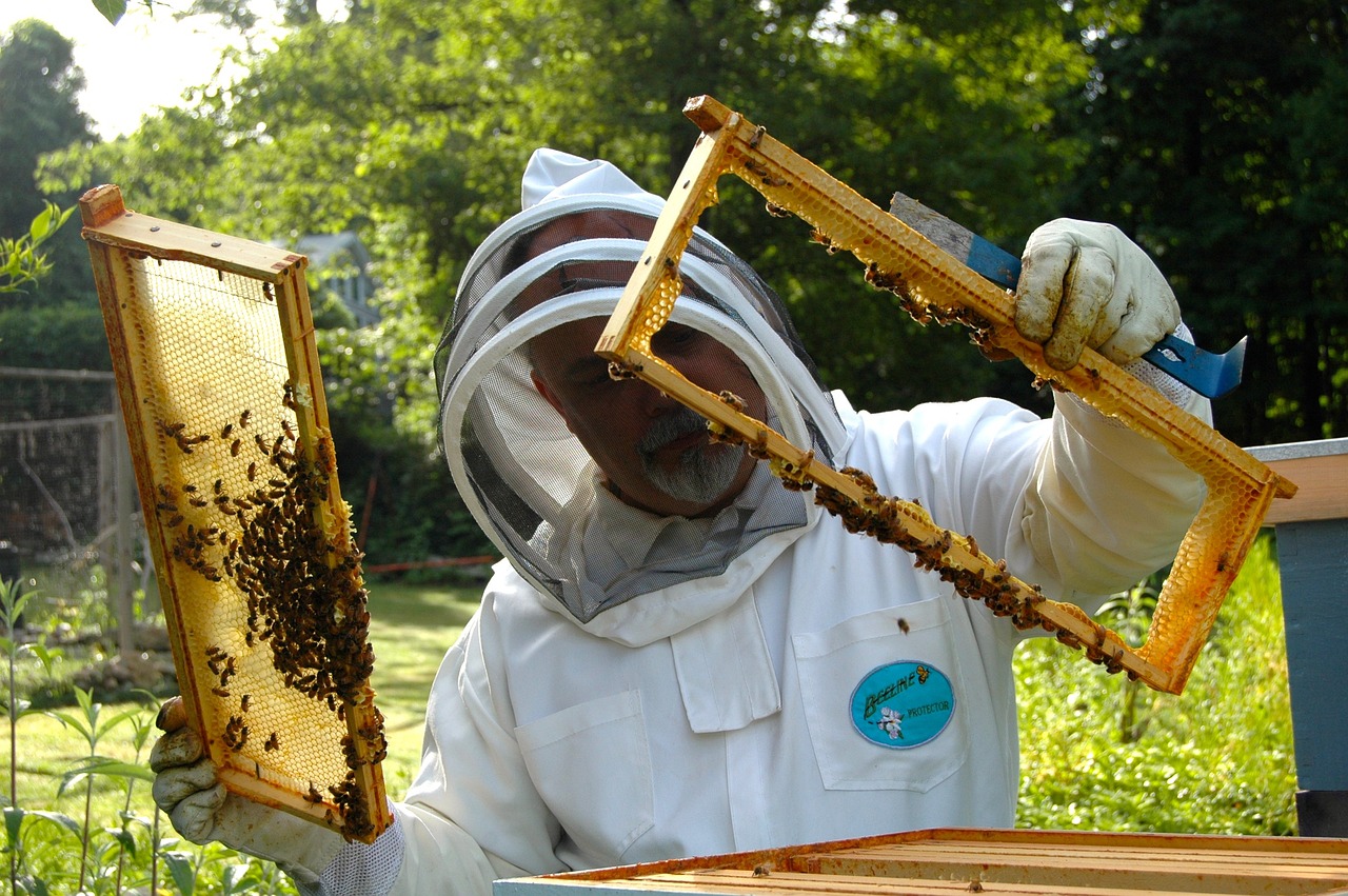 Beekeeper examining honeycomb frames full of bees at a beekeeping farm