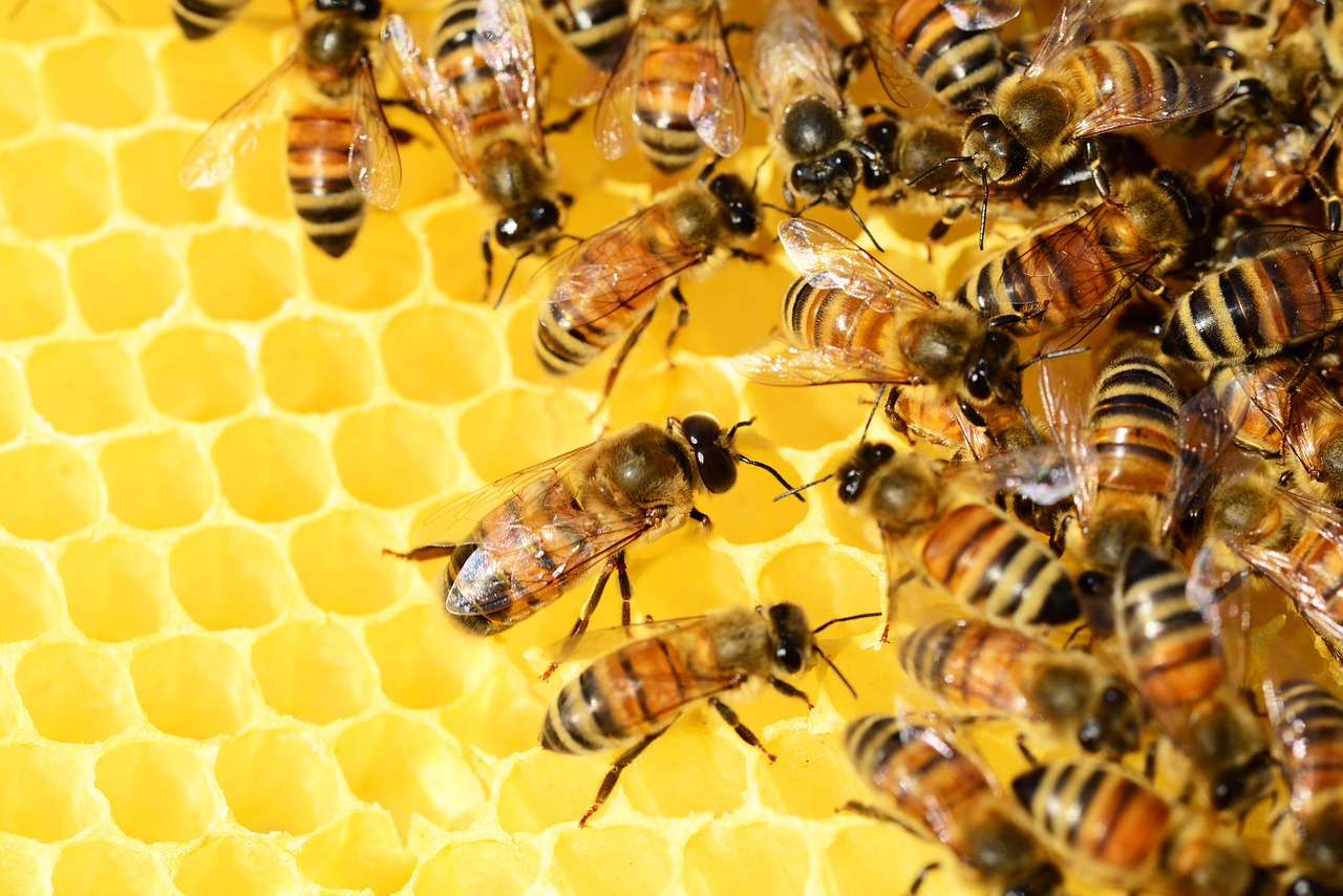 Honey bees working on honeycomb in a hive