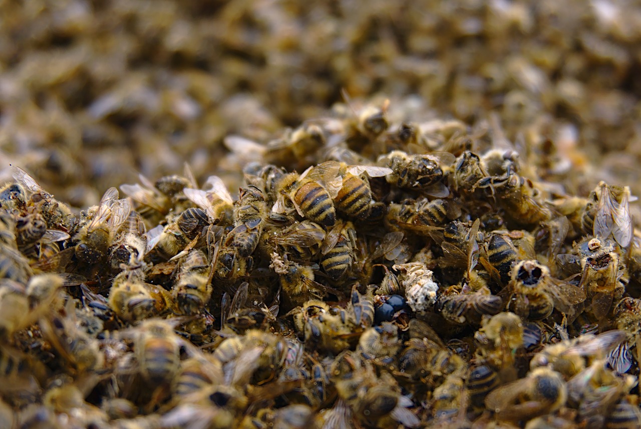 Close-up of busy honeybees on honeycomb in a beehive