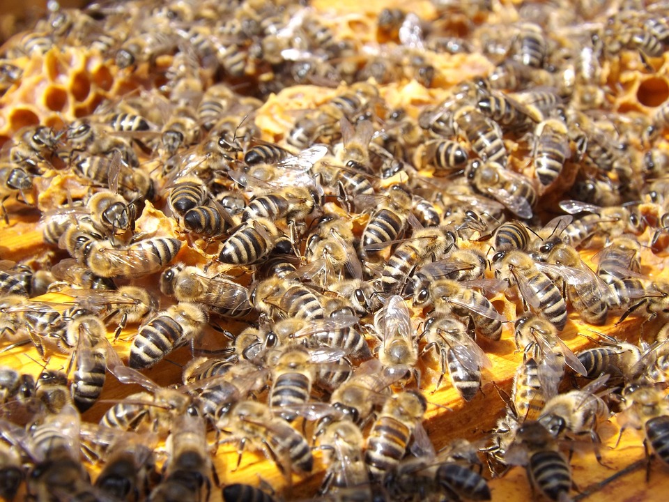 Swarm of bees