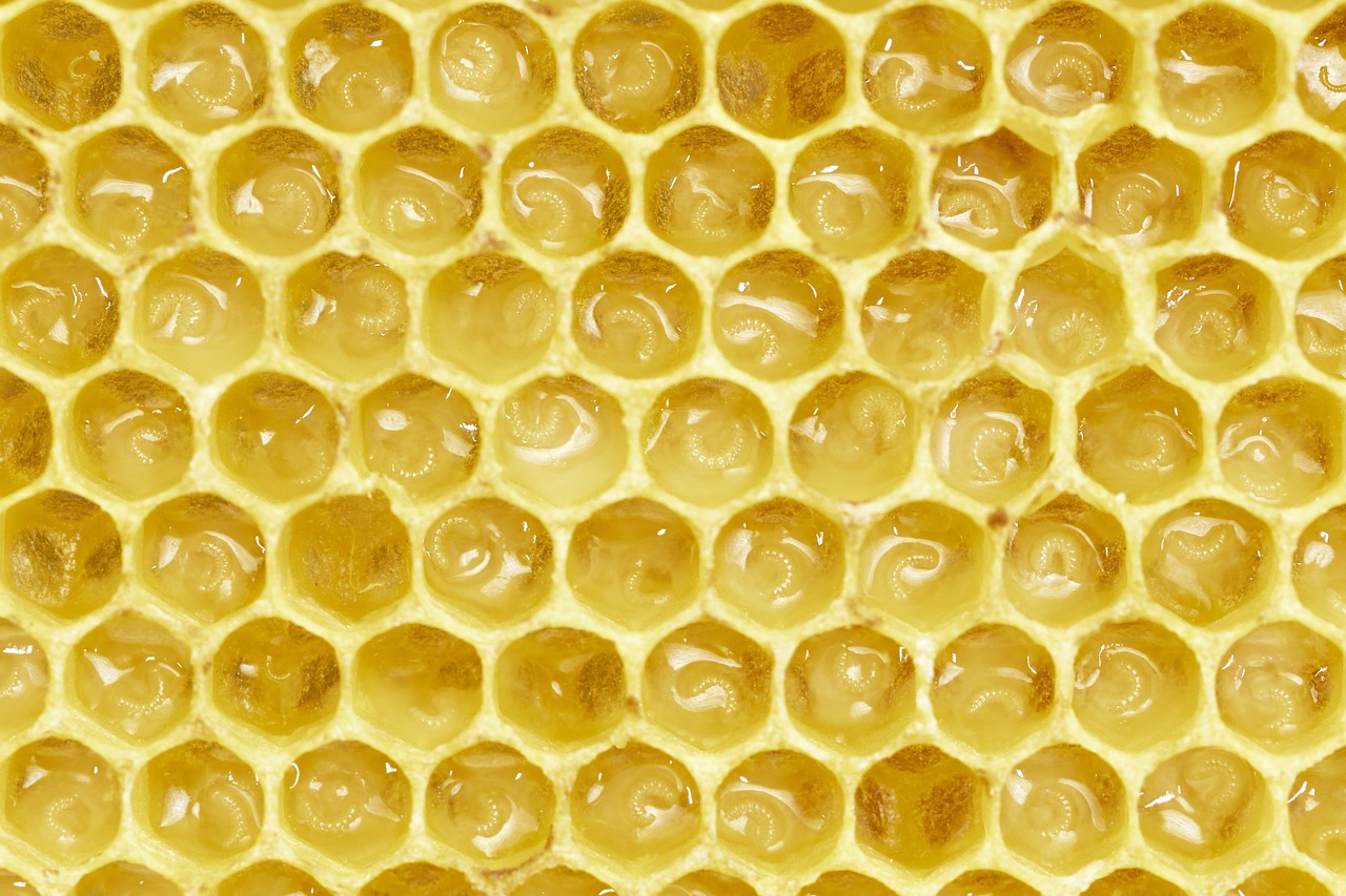 Close-up view of honeycomb cells filled with honey