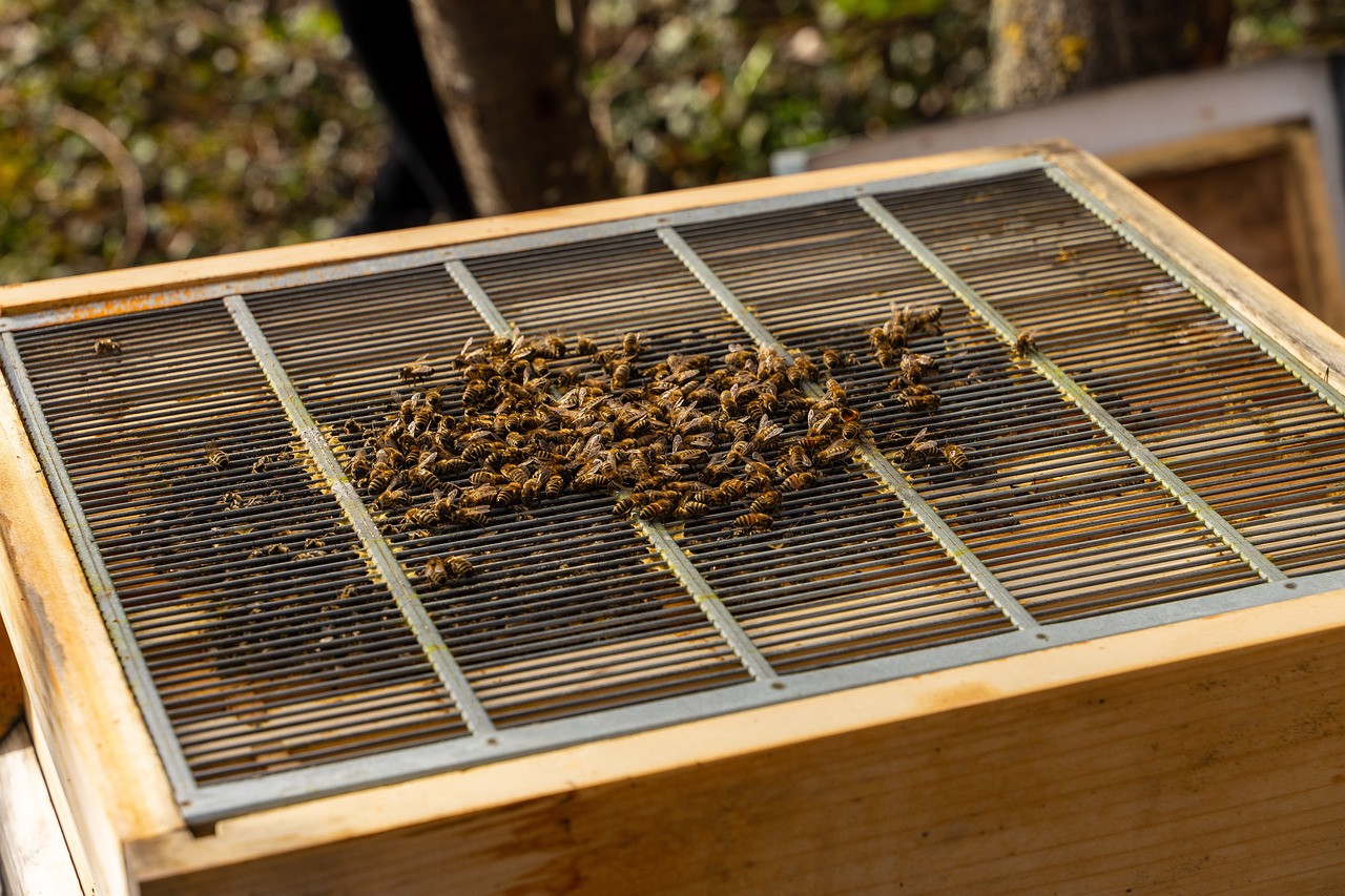 Honeybees on a beehive queen excluder grid in an apiary