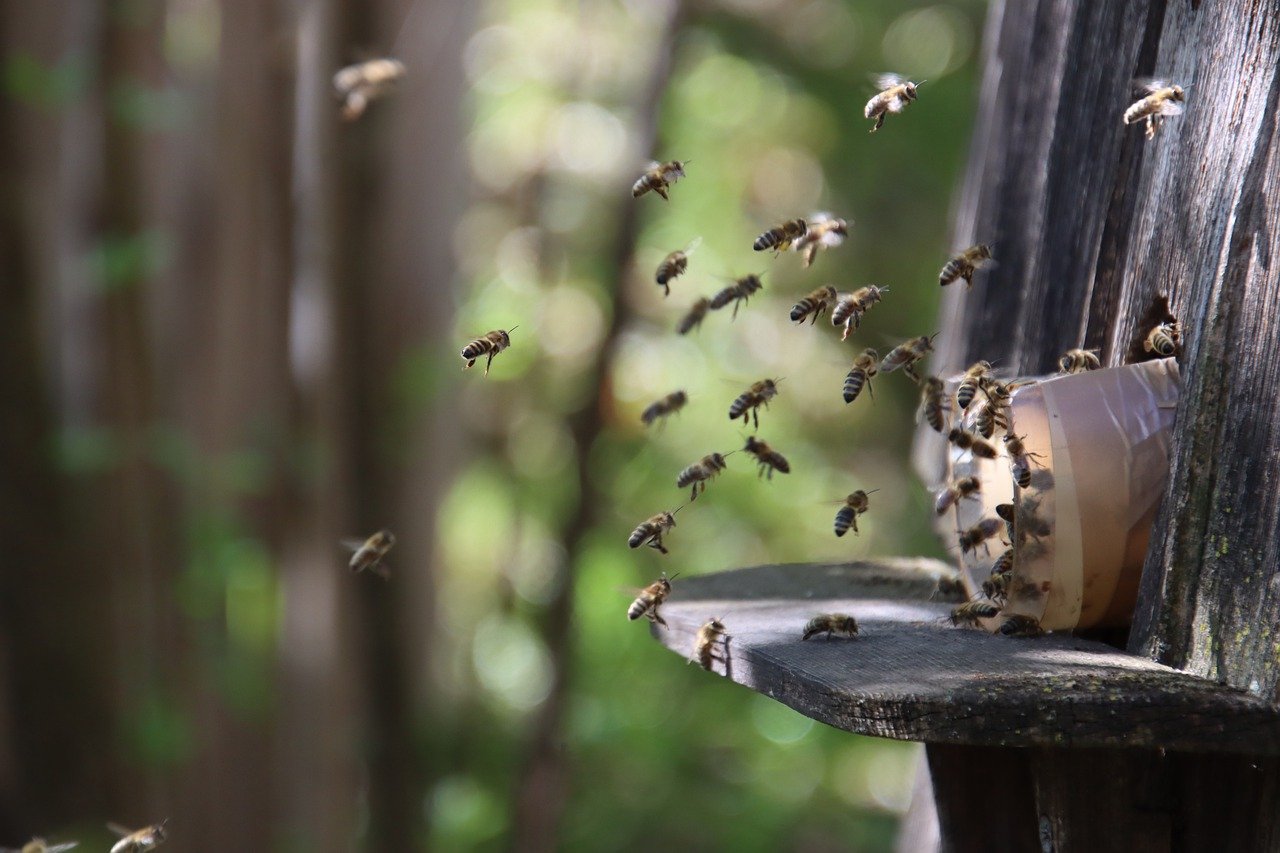 Honey bees flying around the entrance of a wooden beehive in natural setting