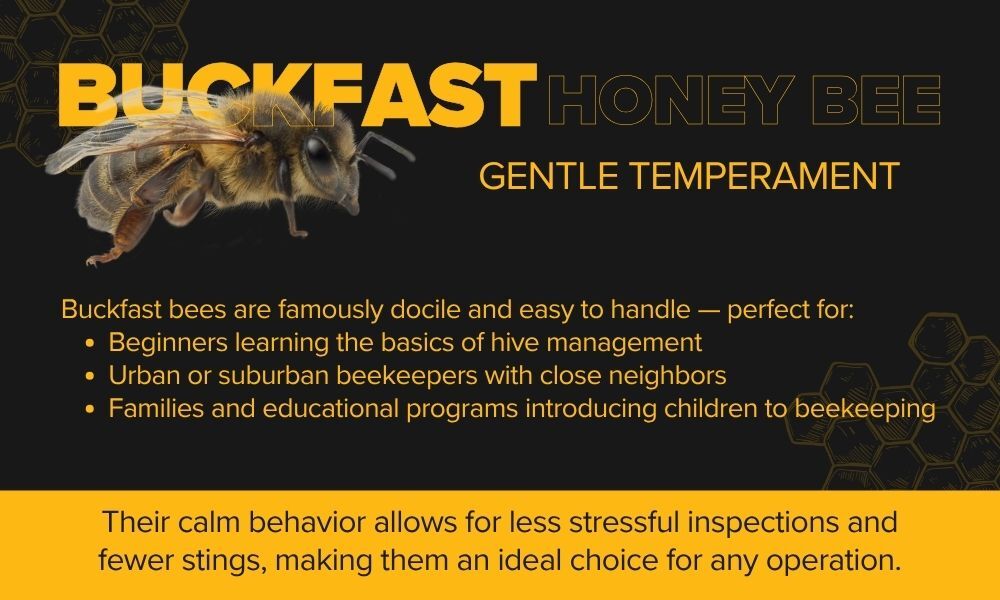 Gentle Temperament of Buckfast Bees Gentle Temperament of Buckfast Bees