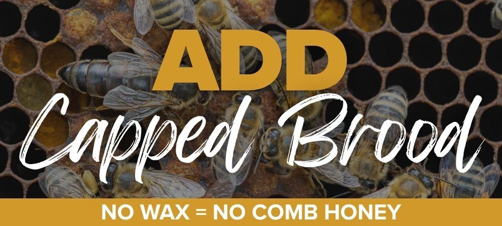 Capped Brood