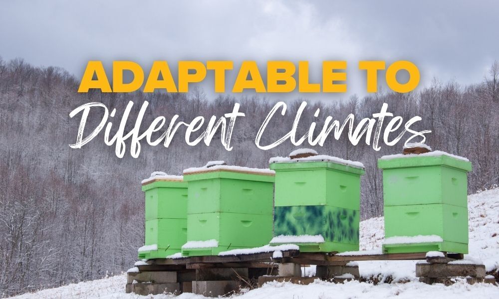 Buckfast Honey Bees are adaptable to different climates Buckfast Honey Bees are adaptable to different climates