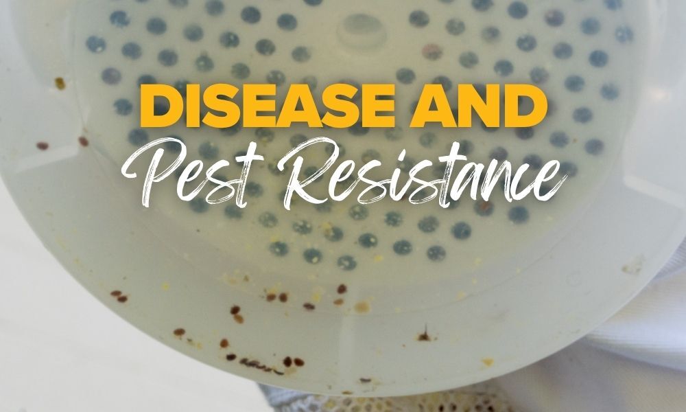 Disease and Pest Resistance of Buckfast Honey Bees Disease and Pest Resistance of Buckfast Honey Bees