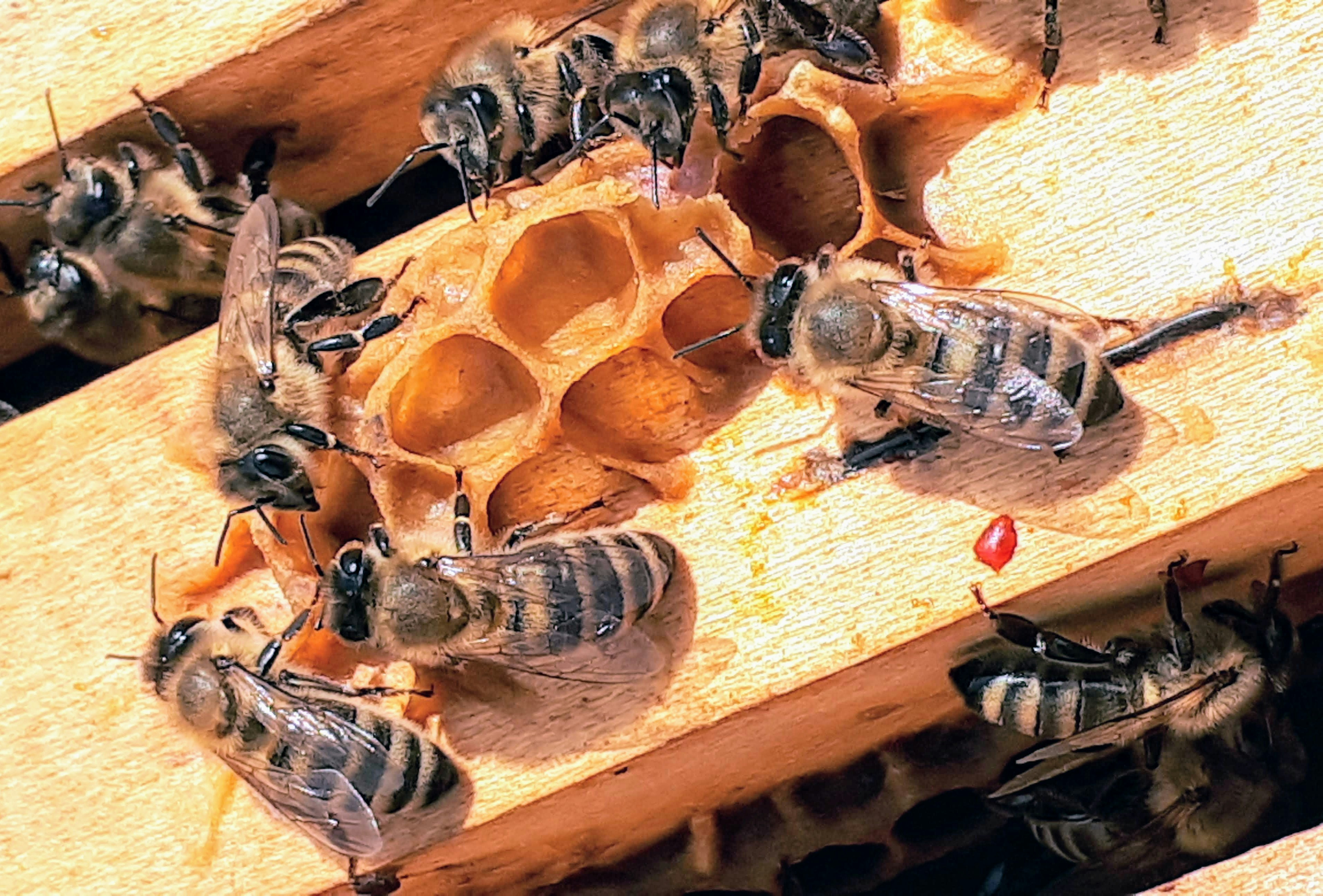 Honey bees on a hive frame collecting nectar and pollen with clear view of hexagonal wax cells