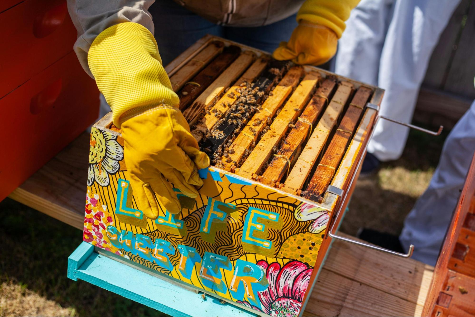 beekeeper inspecting honeycomb frames