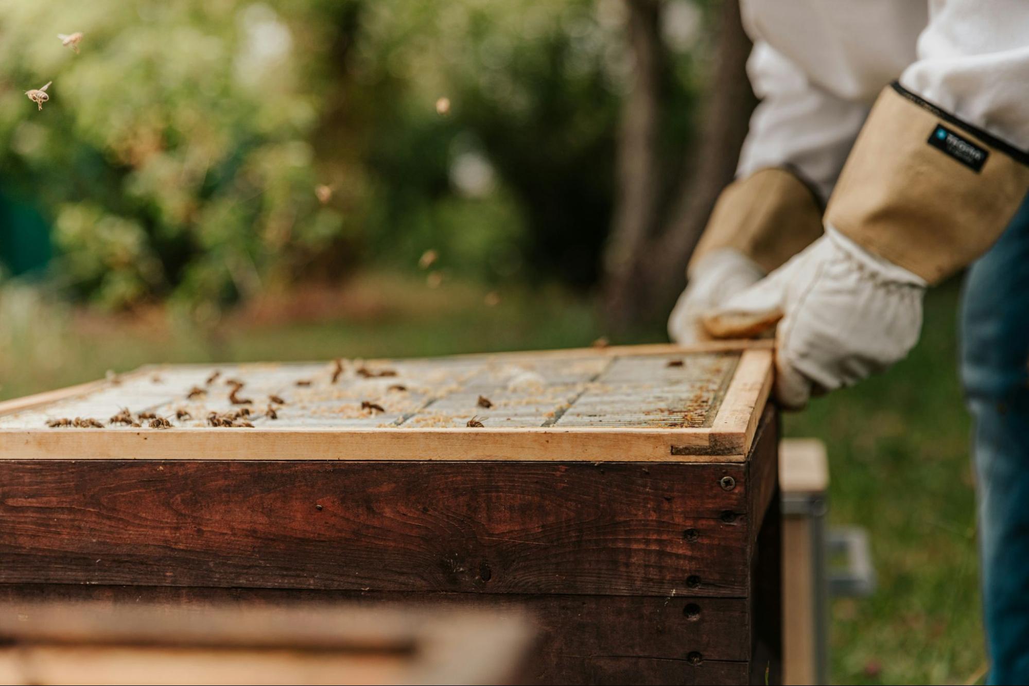 beekeeper inspecting honeybee hive
