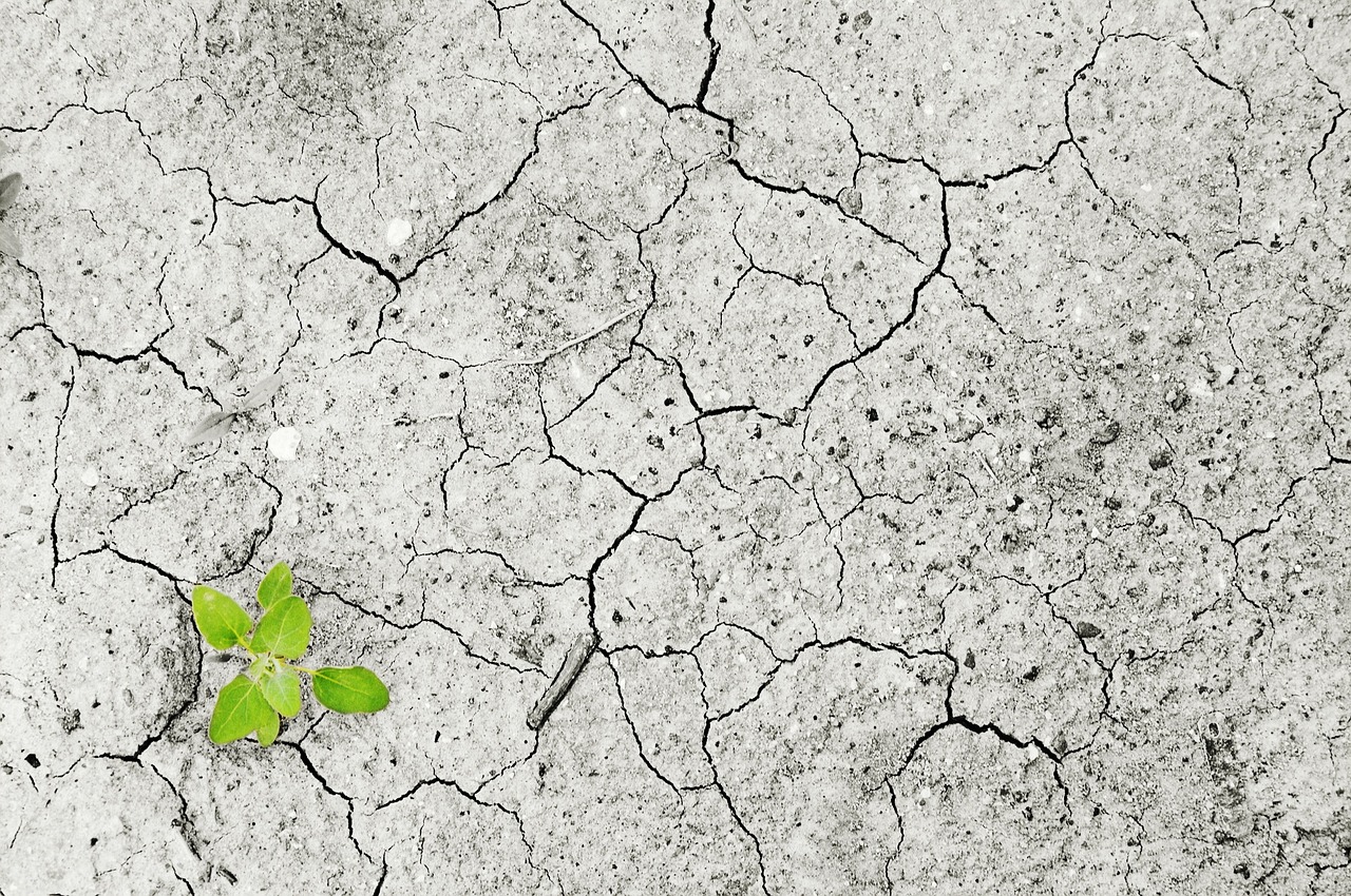 Green plant sprouting through cracked dry earth