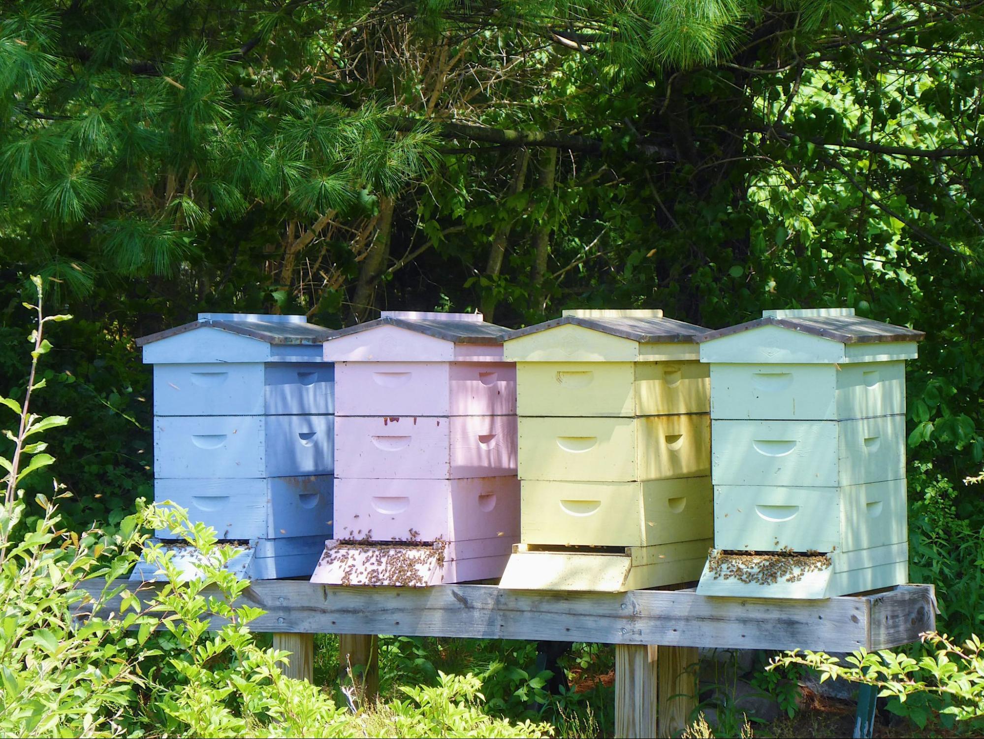 Helpful Tips For First Time Commercial Beekeepers Mann Lake Bee & Ag