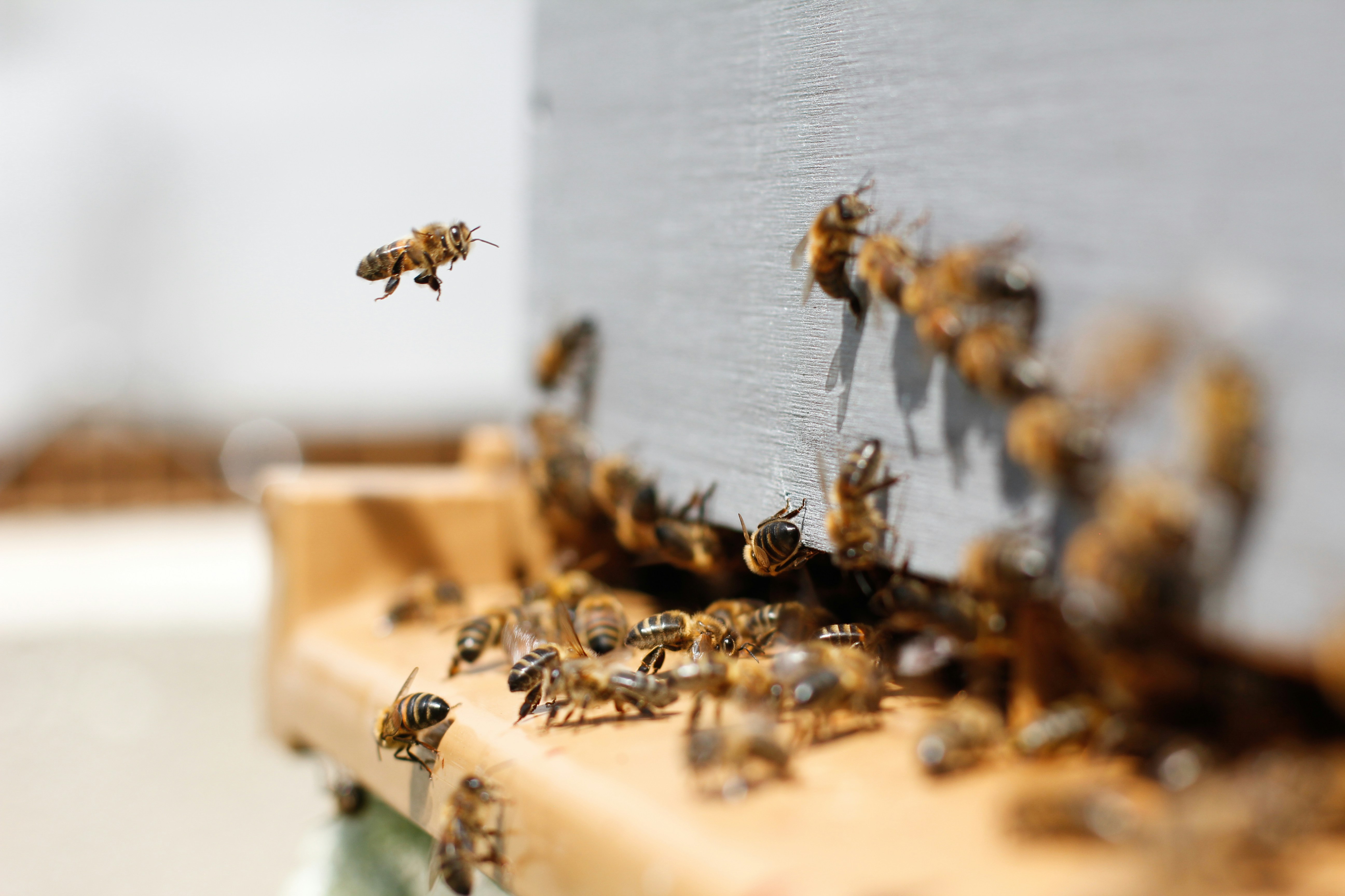 Honeybee approaching a busy beehive entrance with bees clustered on hive body