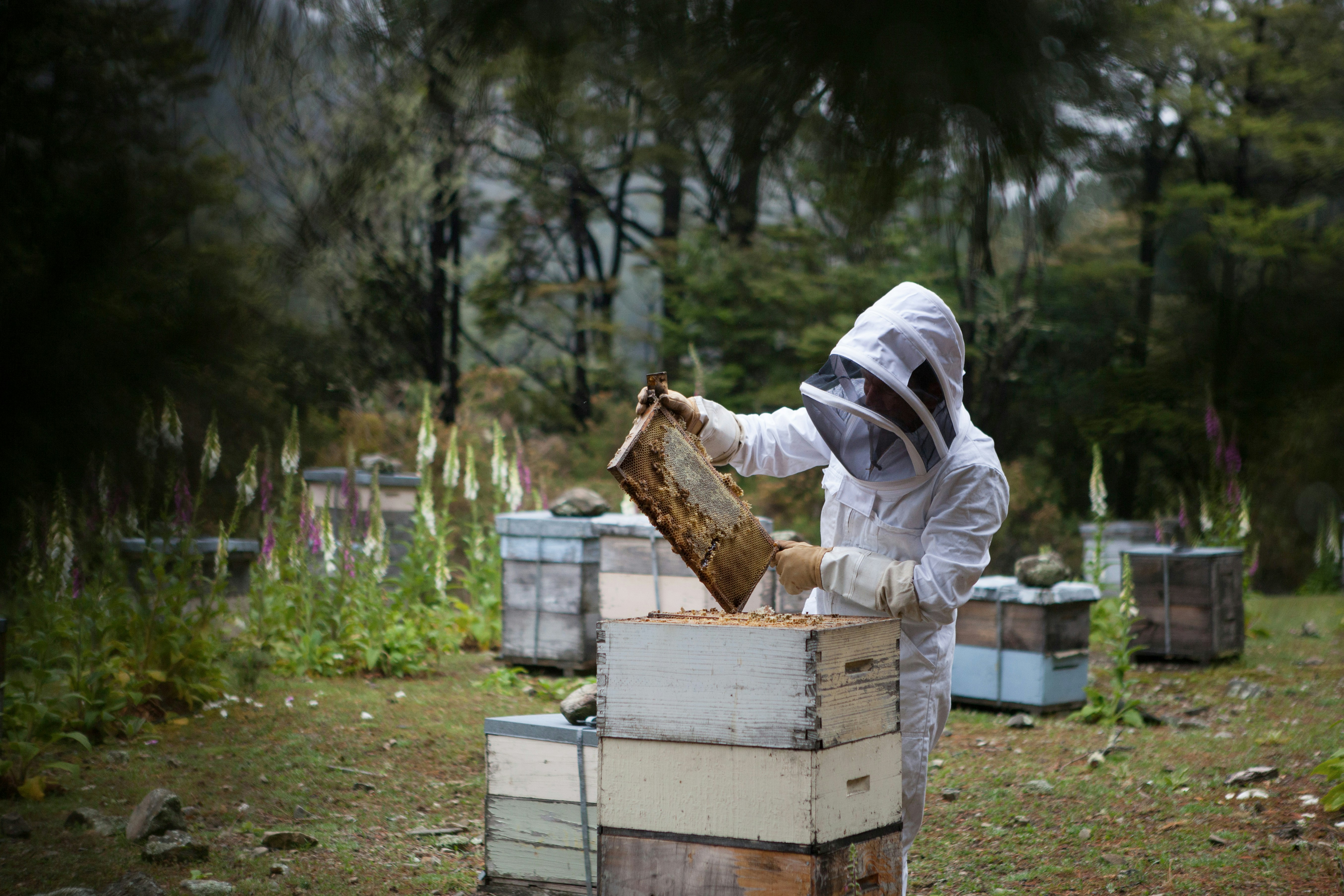 Beekeeper inspecting hive frame at apiary with bee boxes in a green field