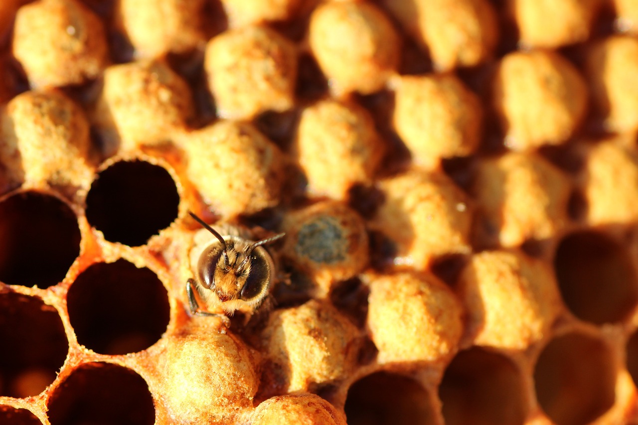 Close-up of a bee on honeycomb showcasing detailed texture and structure