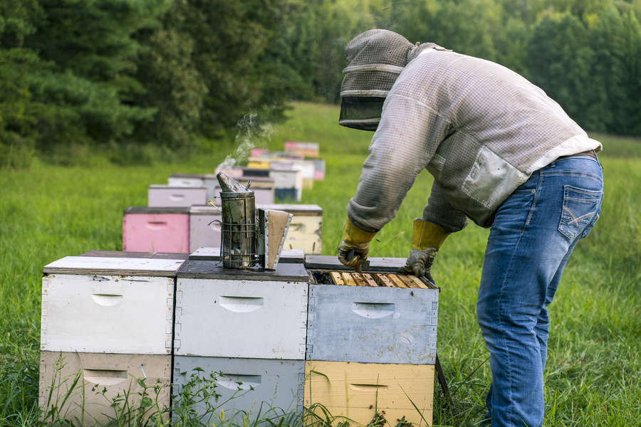 Beekeeper inspecting a beehive