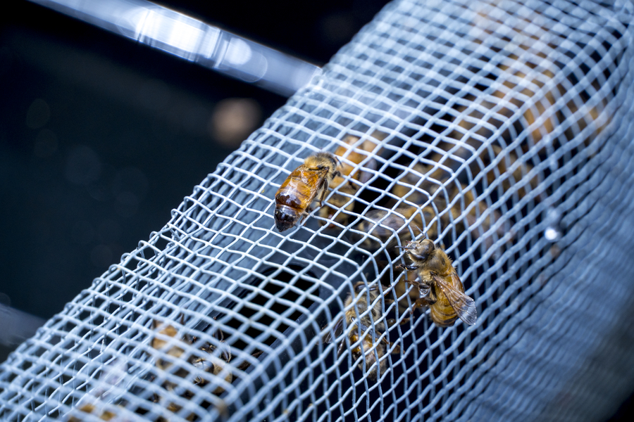 Feeding honeybees Honeybees on feeder screen