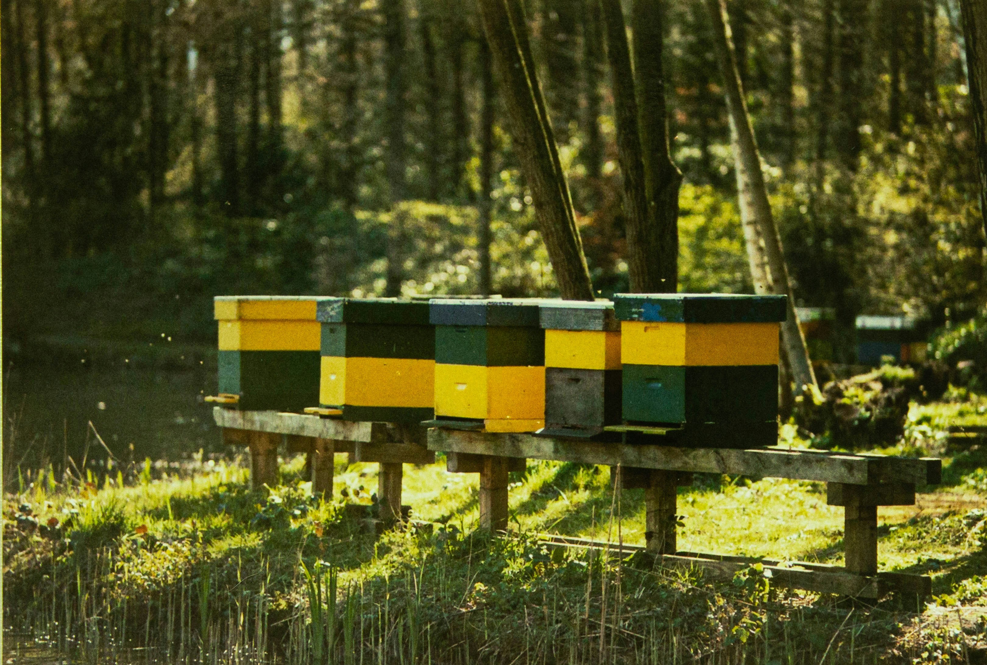 Colorful beehives on wooden stands in a sunny forest clearing