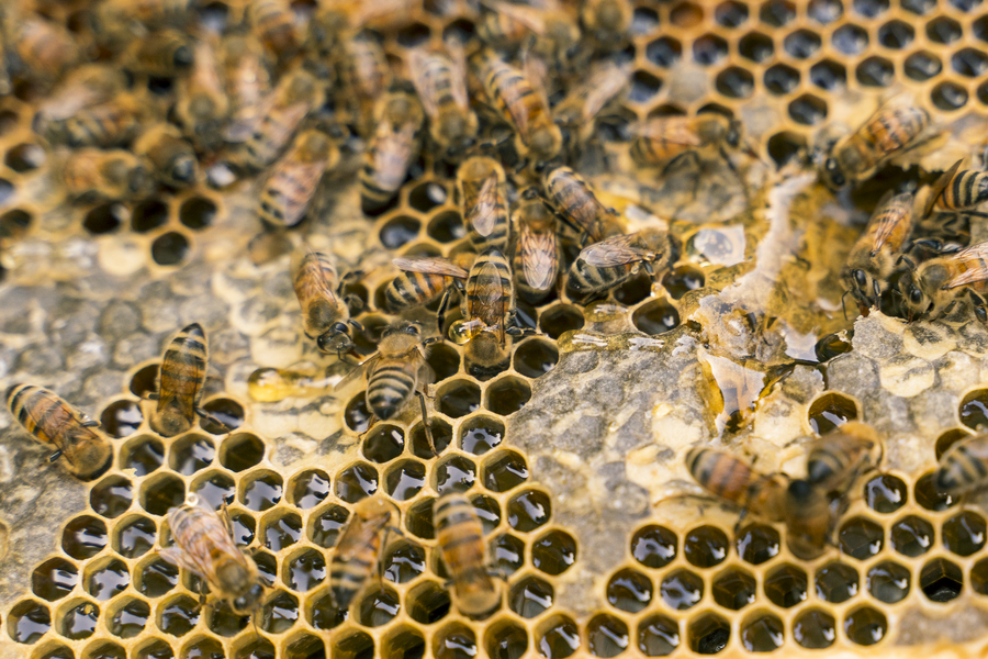 Honeybees on frame