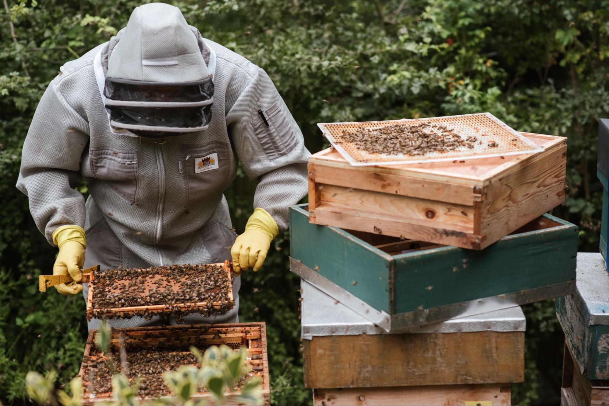 Meet this 7-year-old beekeeper whose passion for her hobby matches