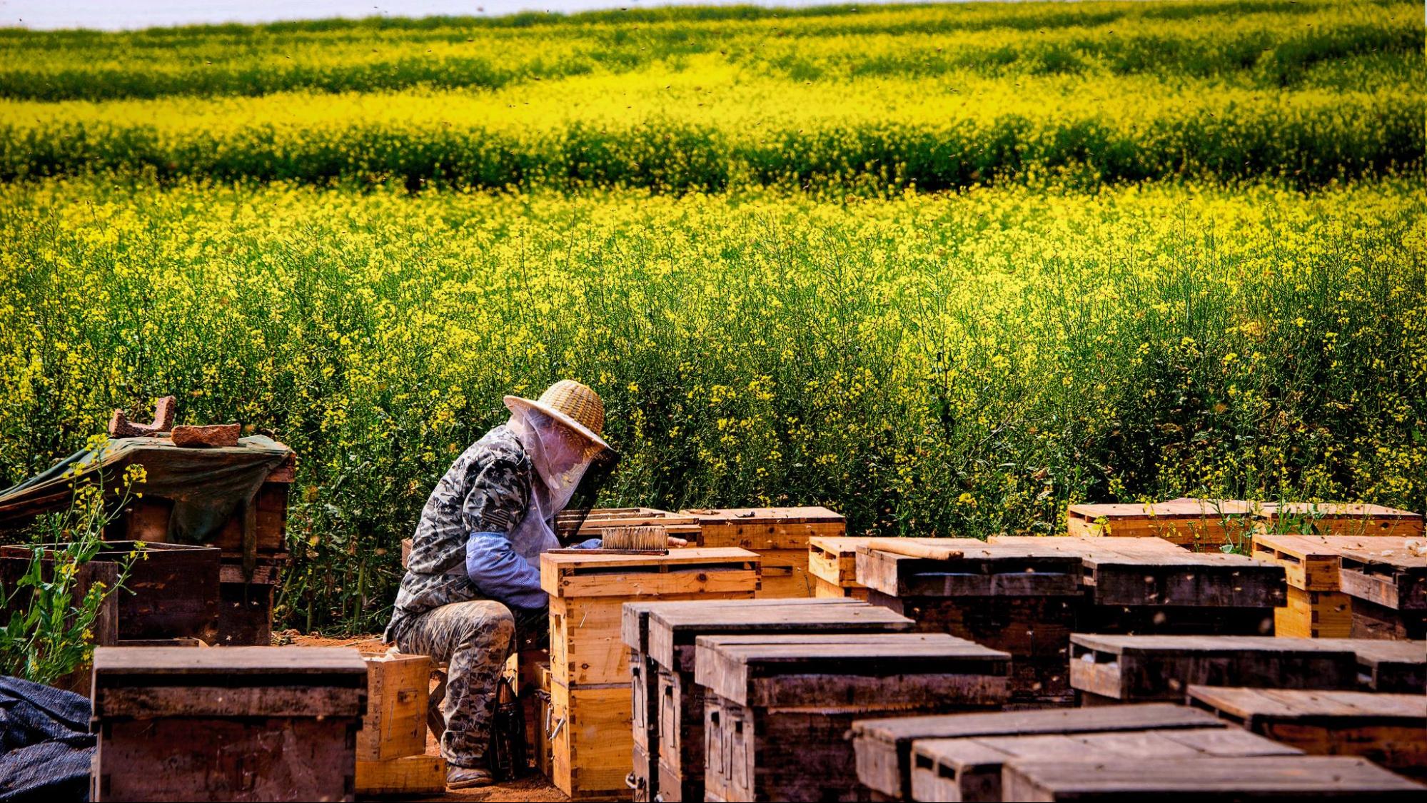 beekeeper inspecting hives in yellow rapeseed field