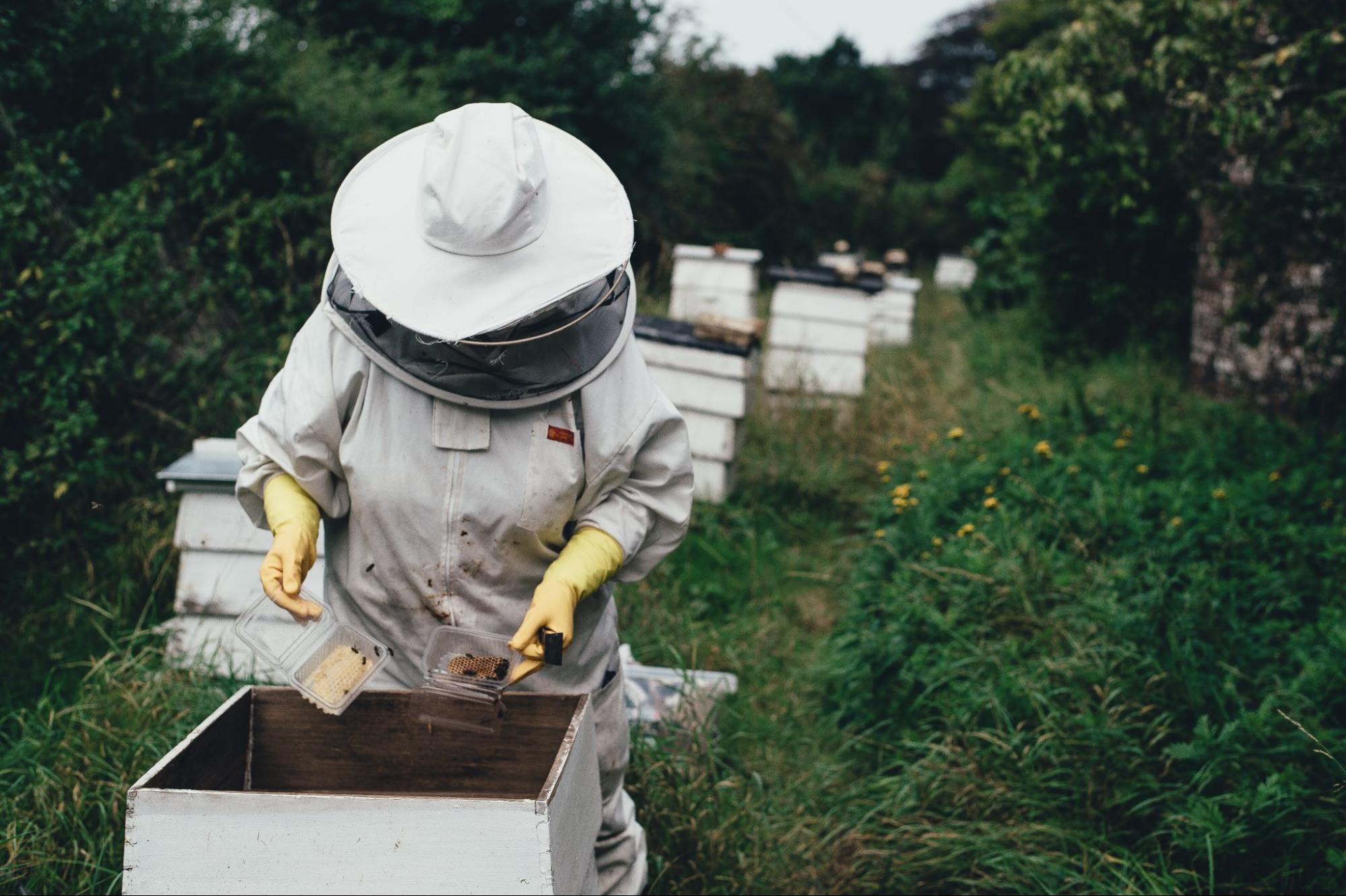 beekeeper inspecting honeycomb frames