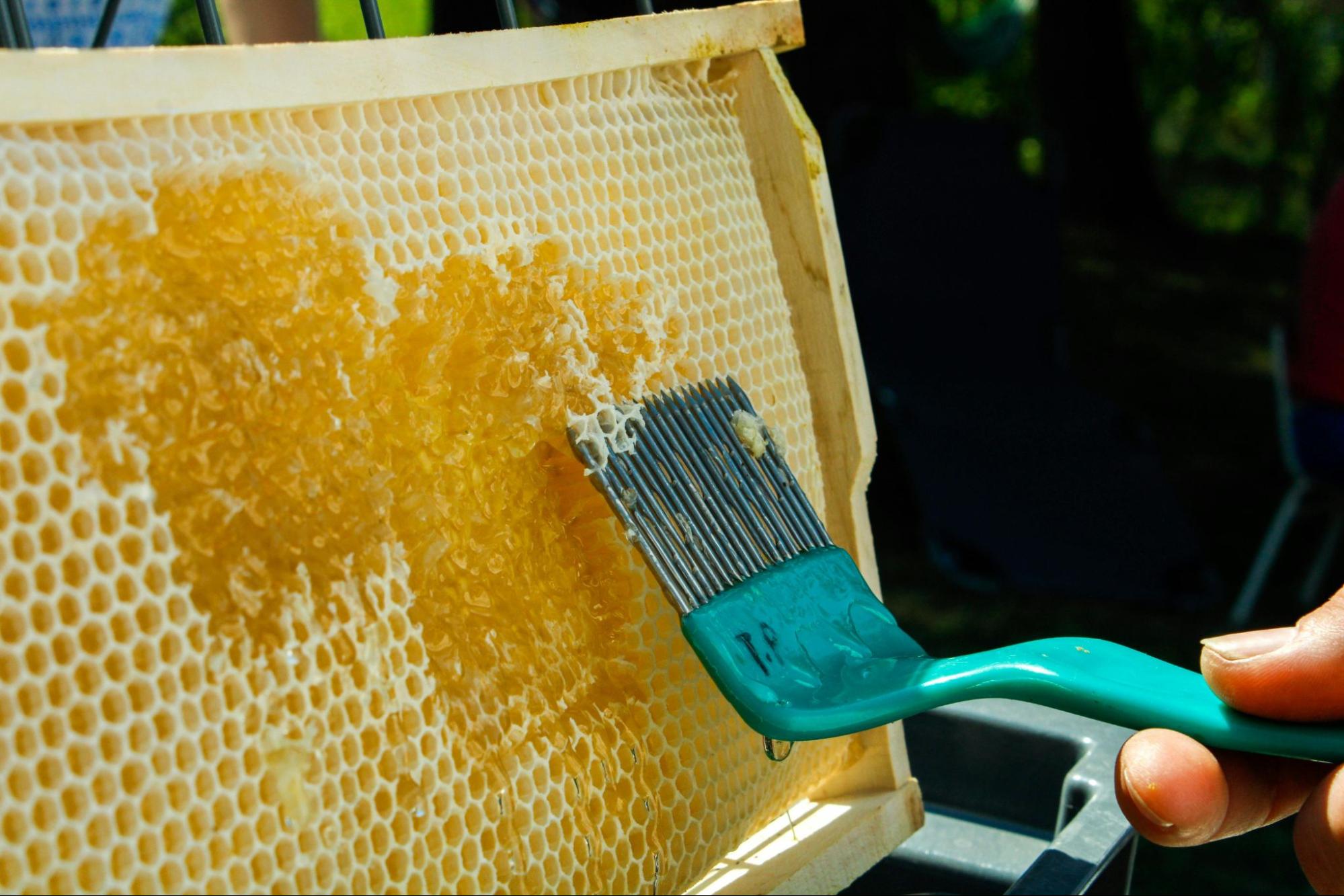 beekeeper harvesting honey