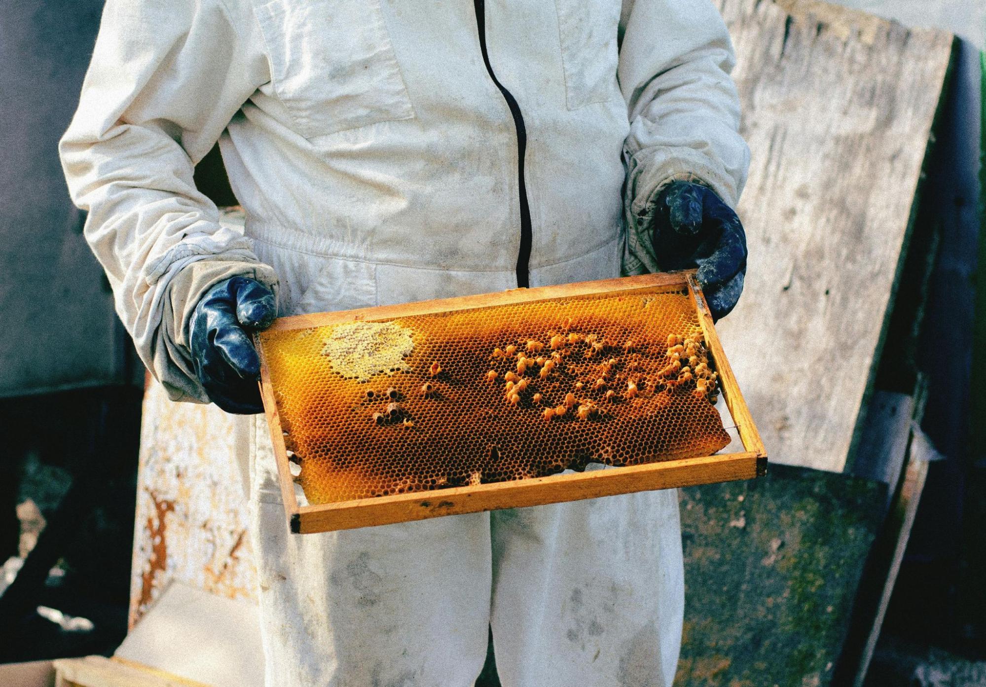 beekeeper holding honeycomb frame