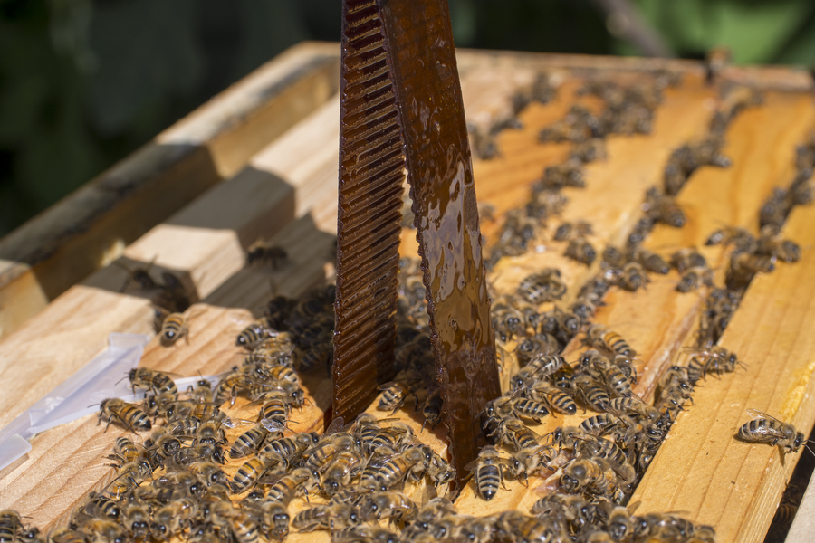 Installing treatment for varroa mites