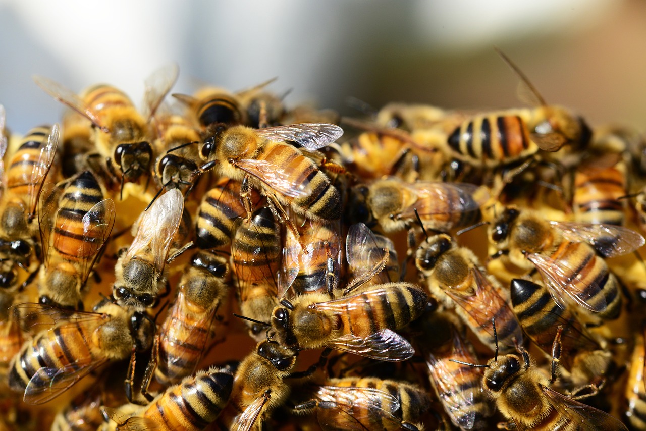 Close-up of honey bees working on honeycomb in beehive