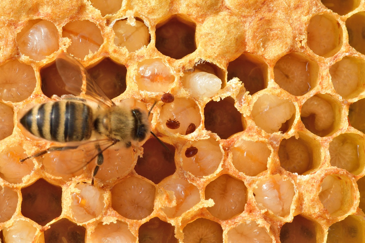 Close-up of honeybee on honeycomb with larvae and honey storage cells