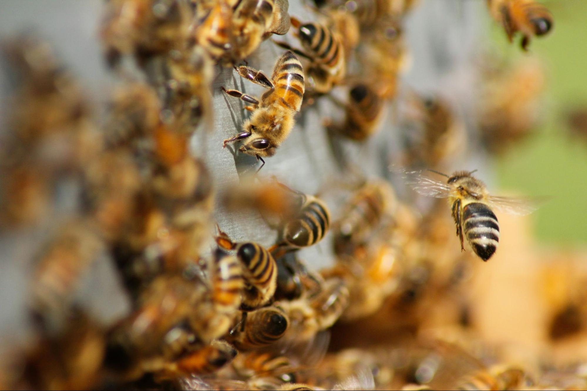 close-up of honey bees on a hive