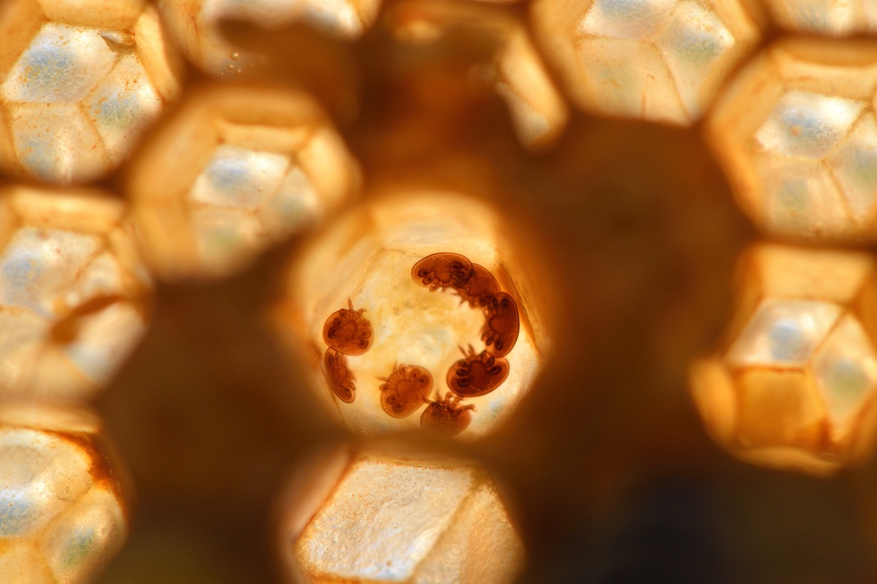 The Mechanics of Pellet-Carrying Honey Bees