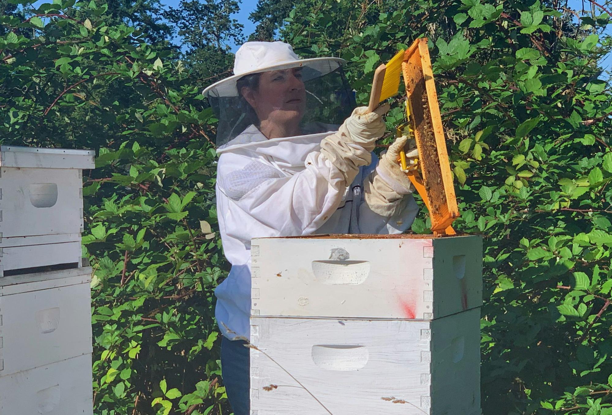Beekeeper inspecting honeycomb frame near beehives in sunny green foliage setting