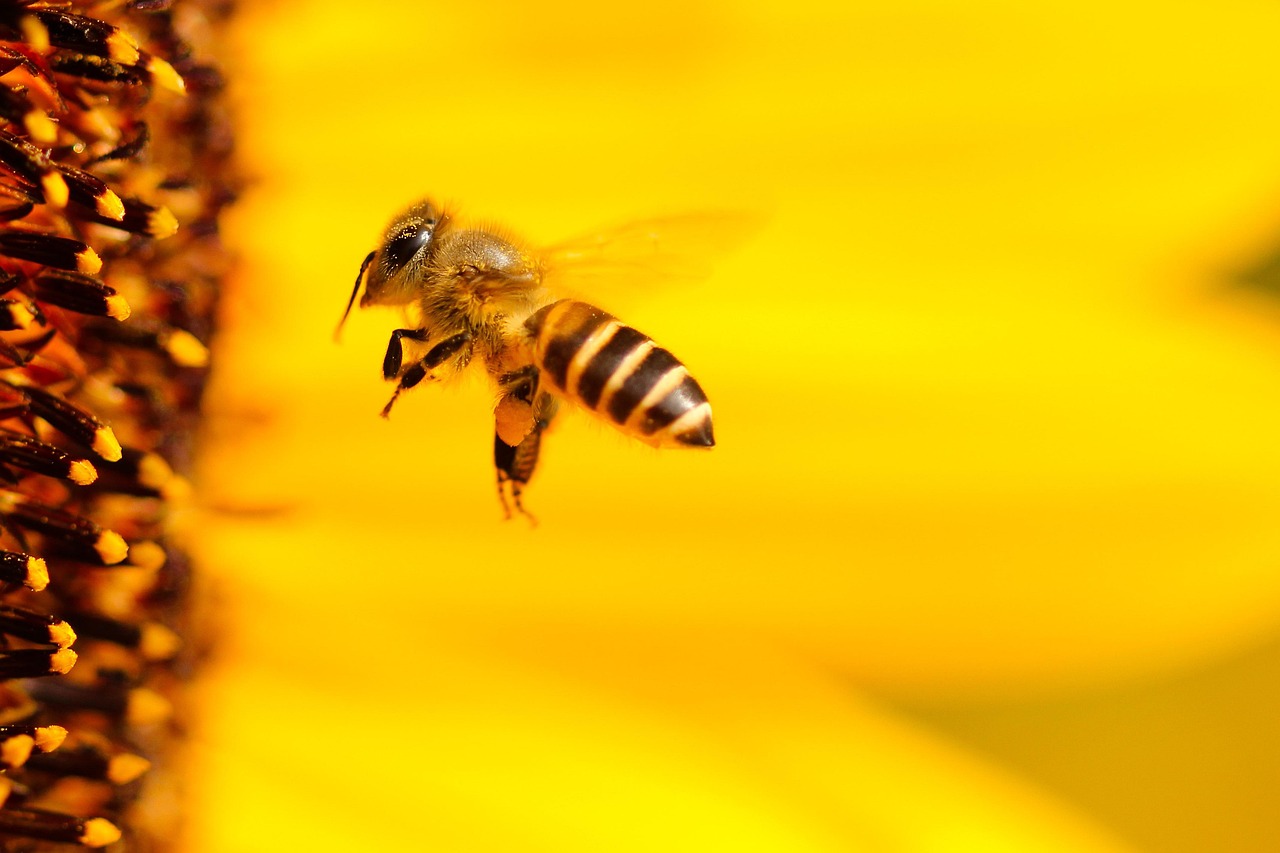 Honey bee collecting pollen from bright yellow sunflower in full bloom