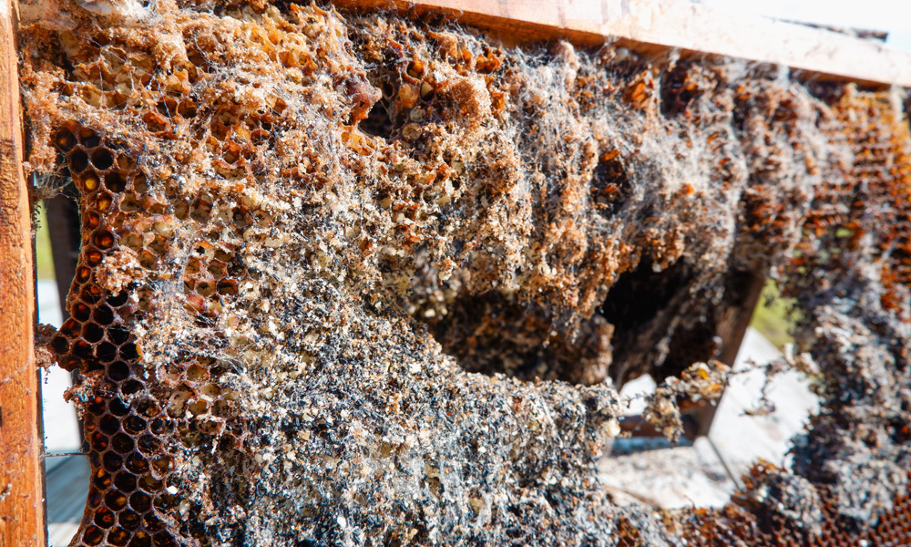mann-lake-hive-infection-prevention.jpg