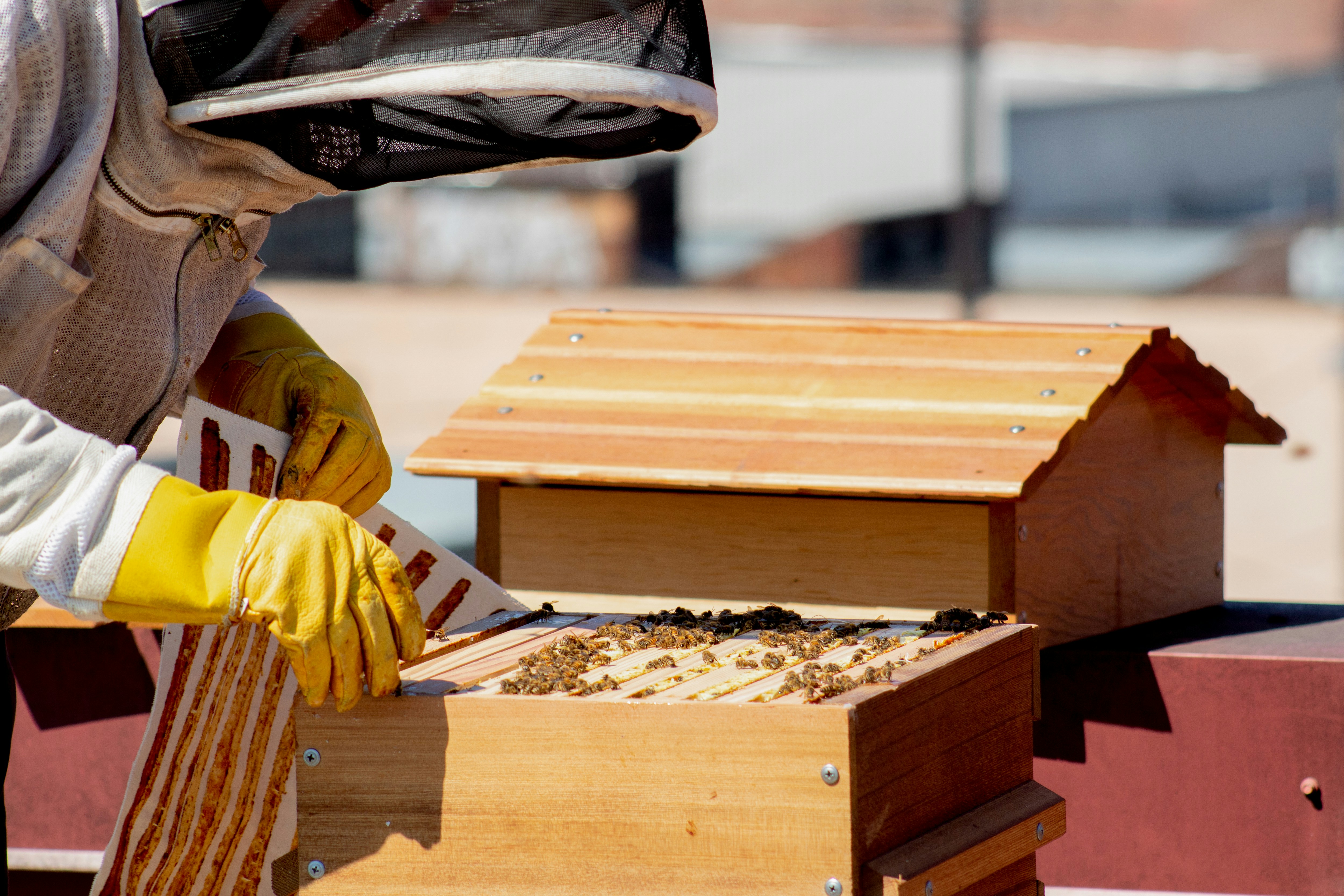 Beekeeper inspecting honeybee hive frames on a sunny day