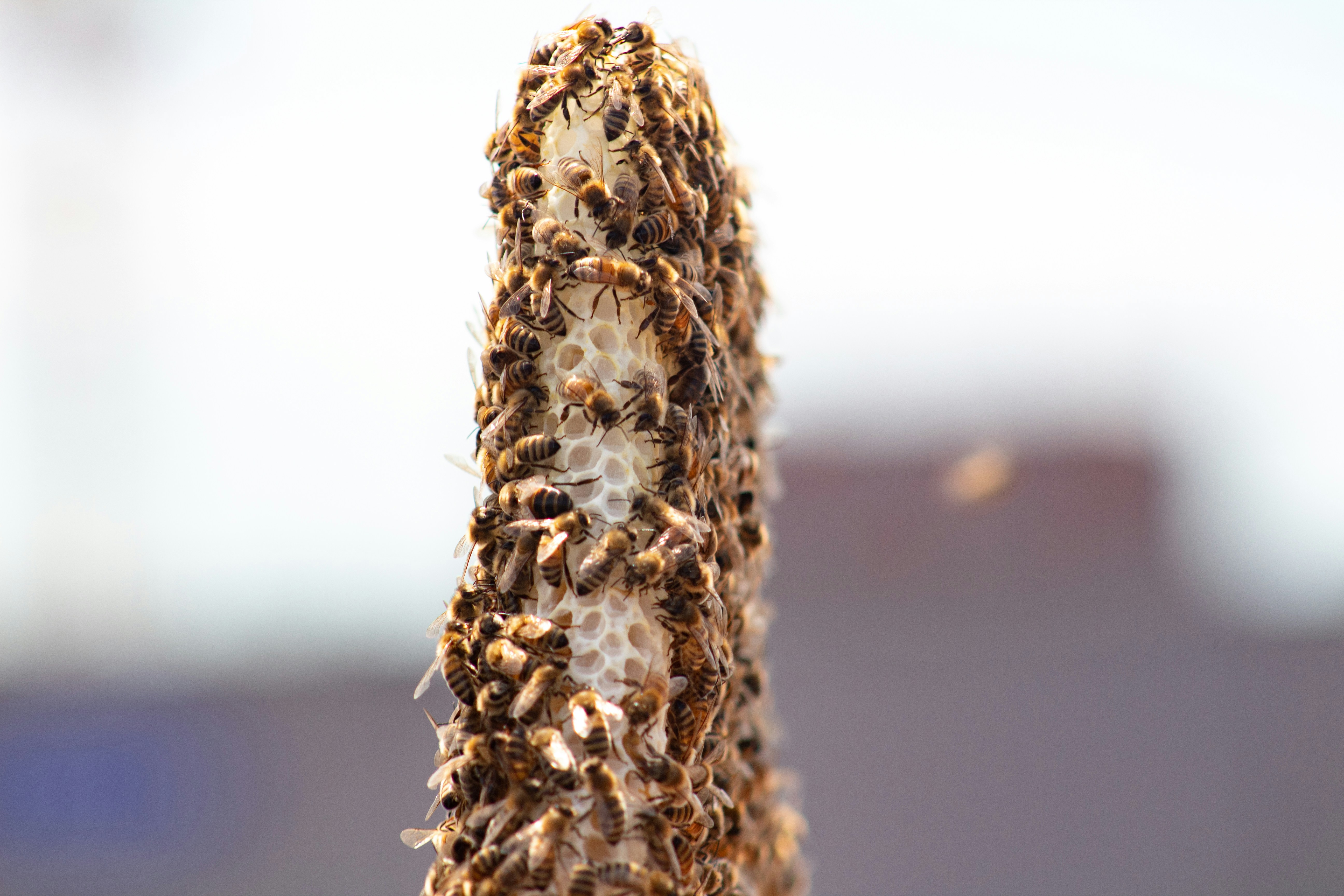 Close-up of bees swarming on honeycomb in natural light