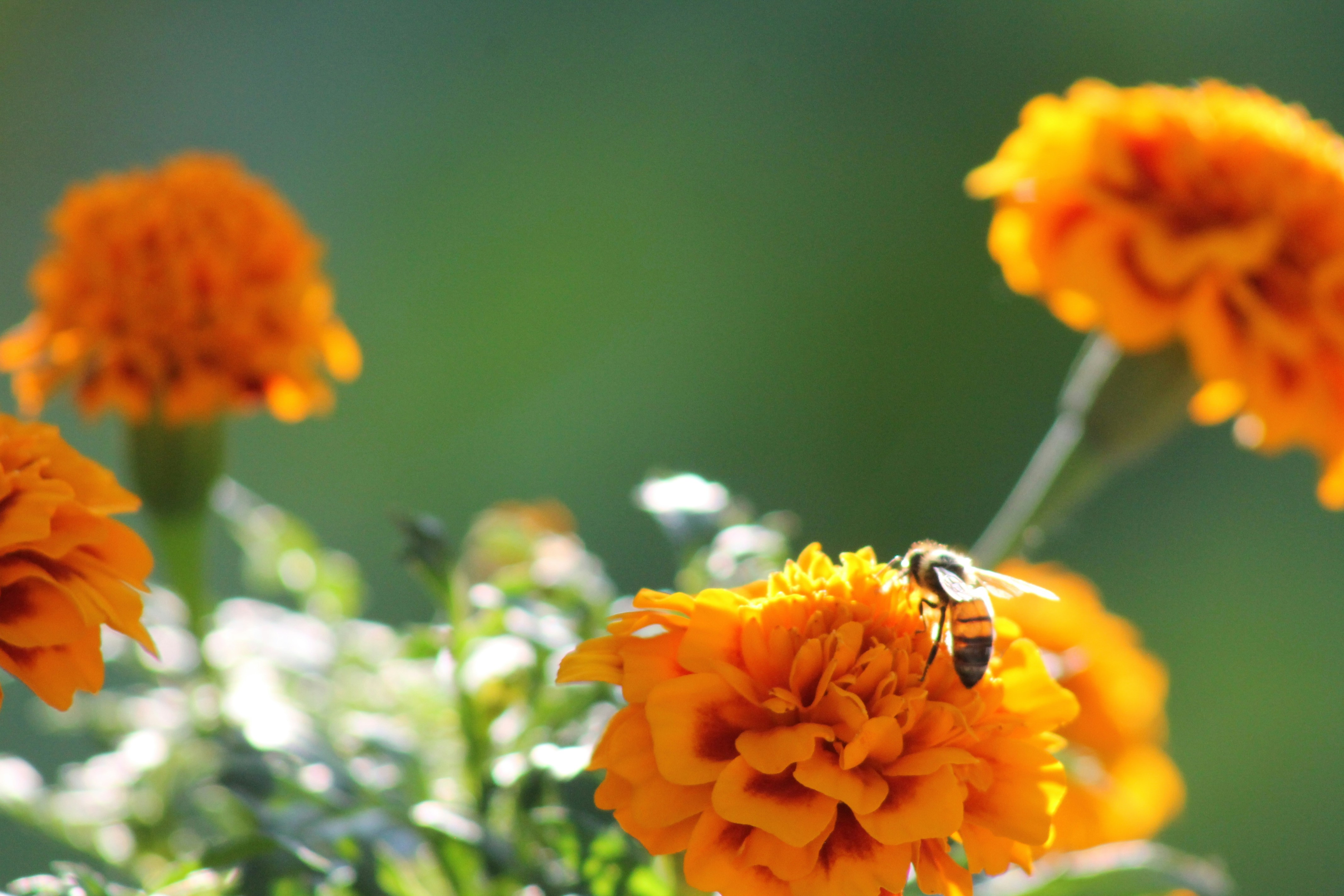 Vibrant orange marigold flowers with honeybee pollinating in a sunny garden