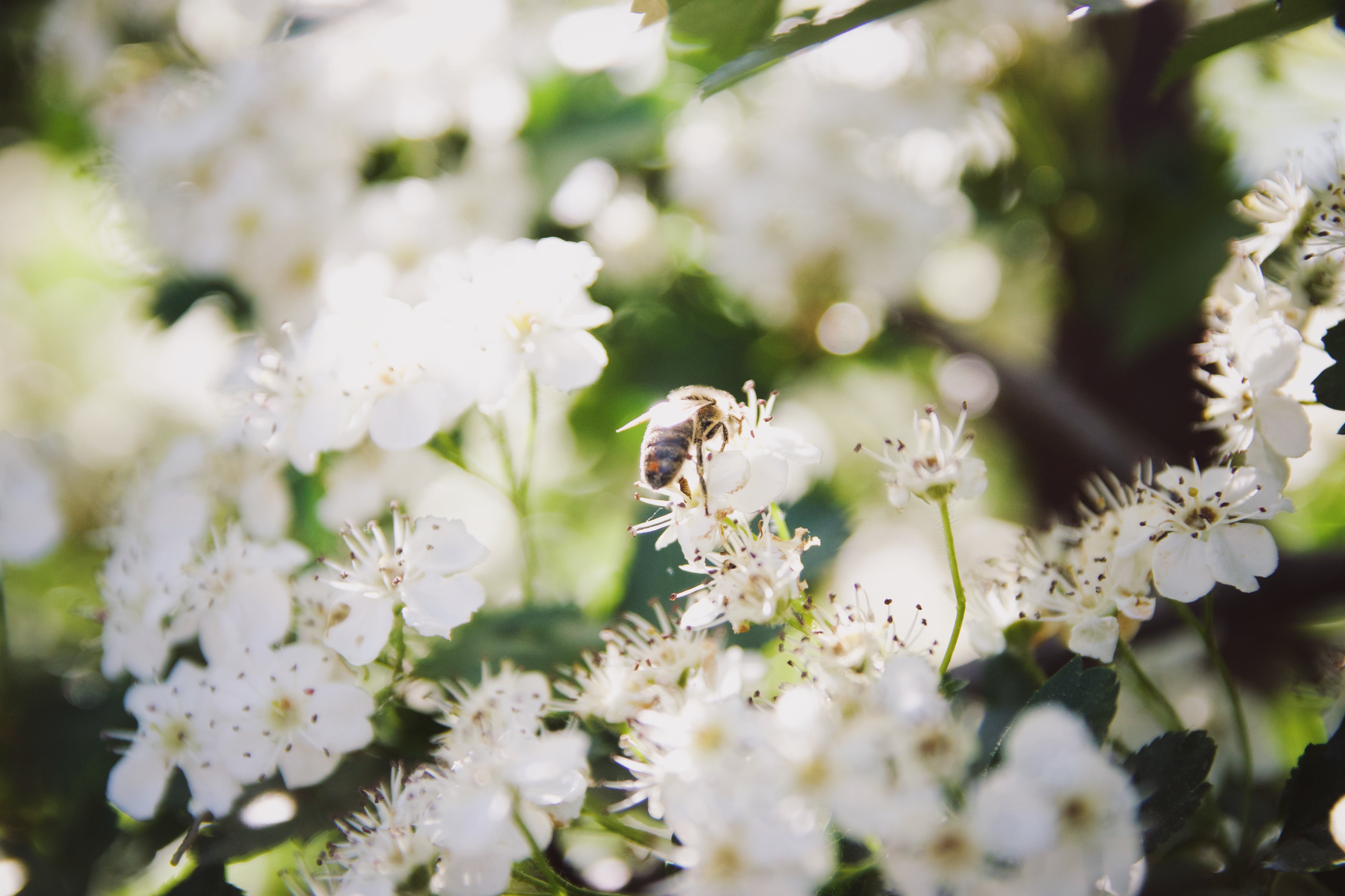 Bee collecting nectar from white blossoms on a sunny day