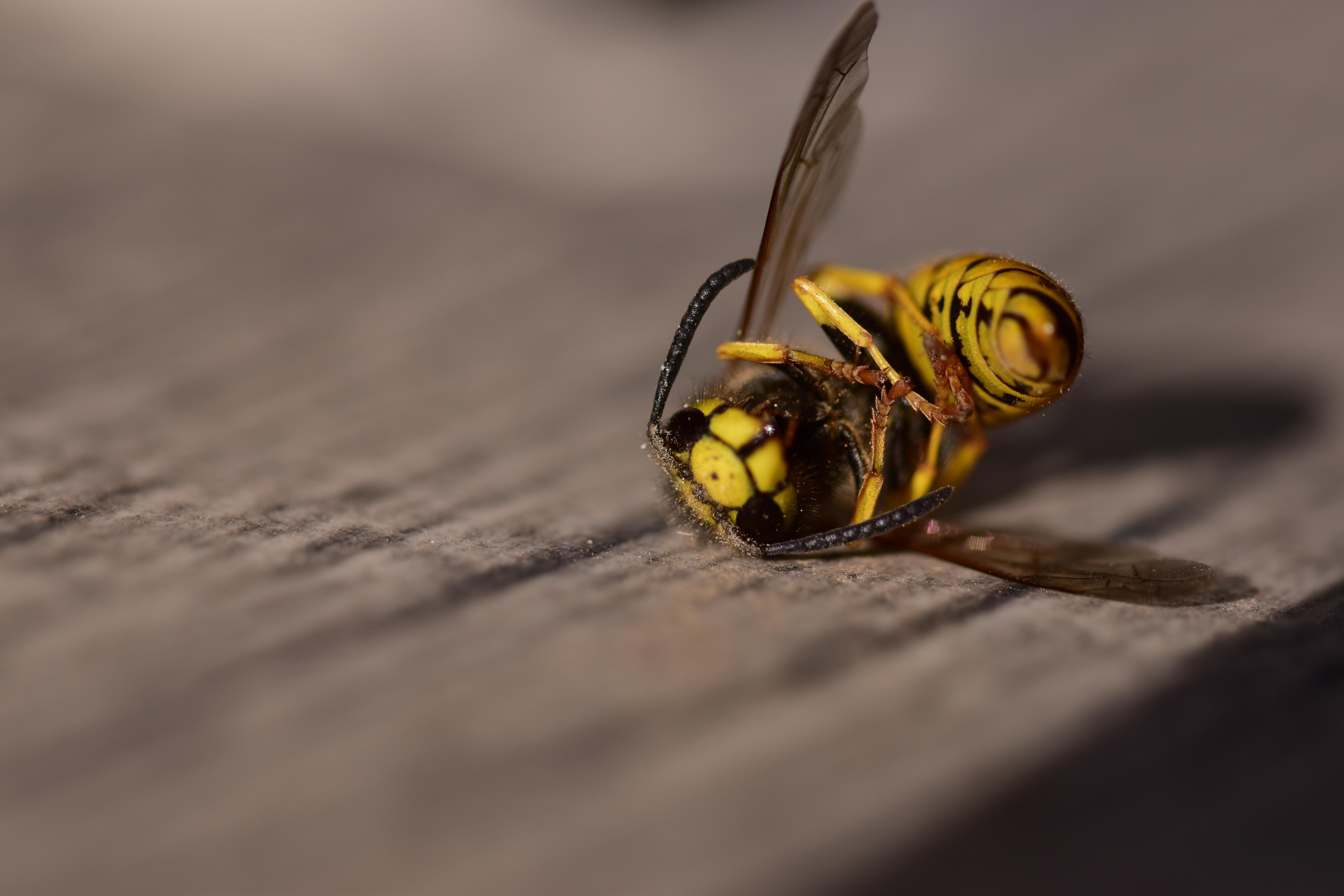 Close-up of a yellow and black wasp on a wooden surface
