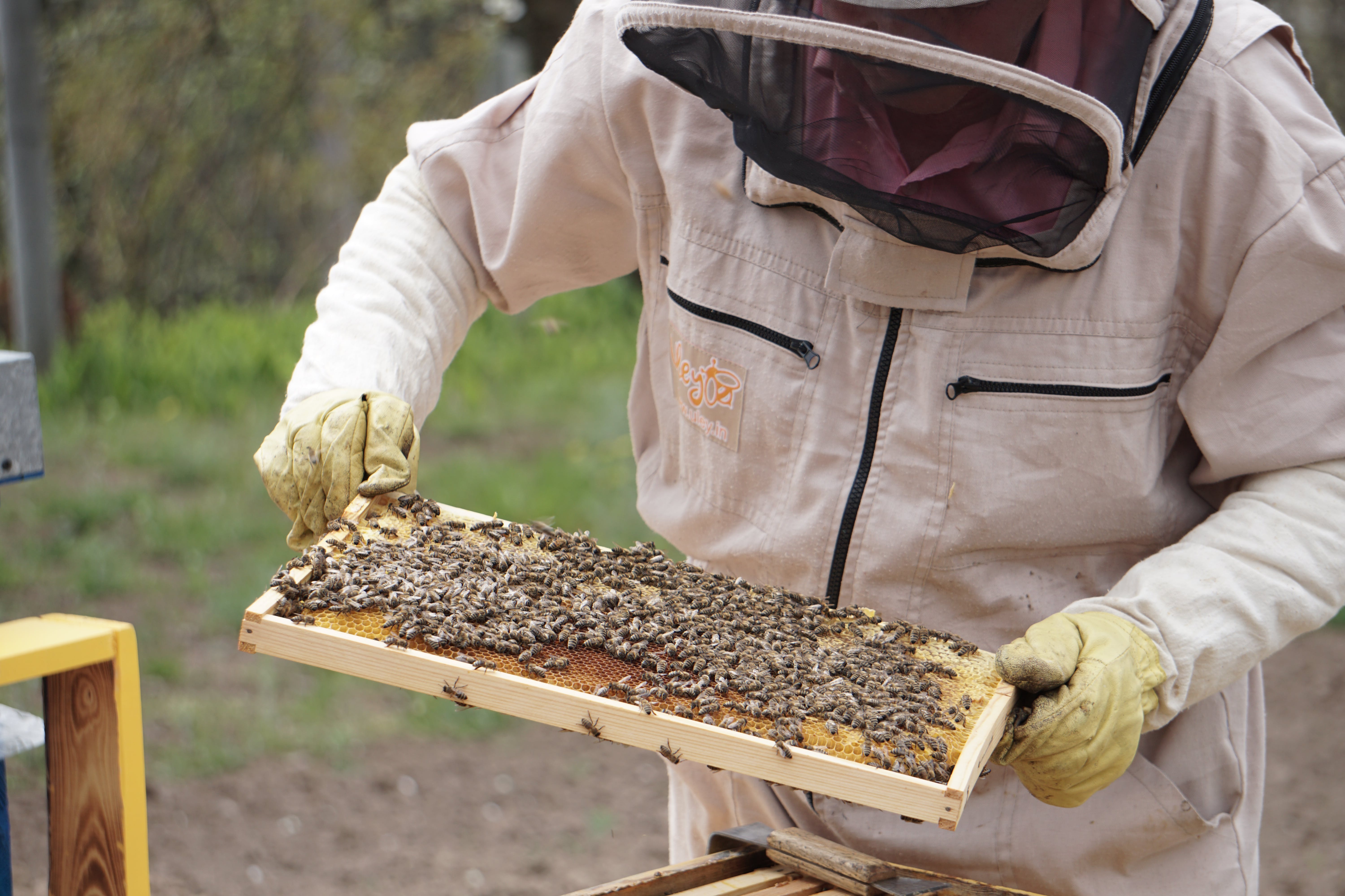 Beekeeper inspecting hive frame full of bees in apiary