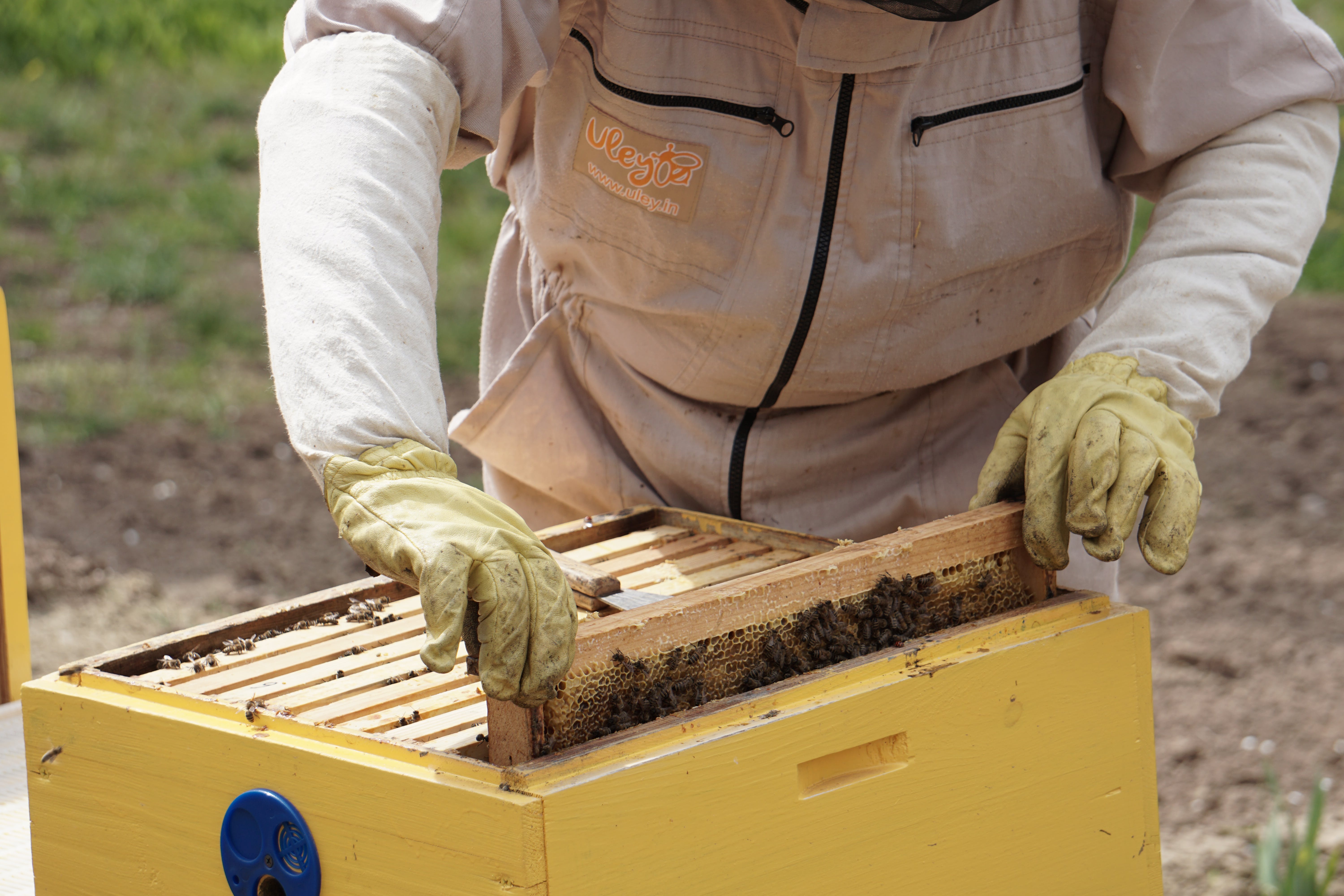 Beekeeper inspecting honeycomb frame full of bees in apiary