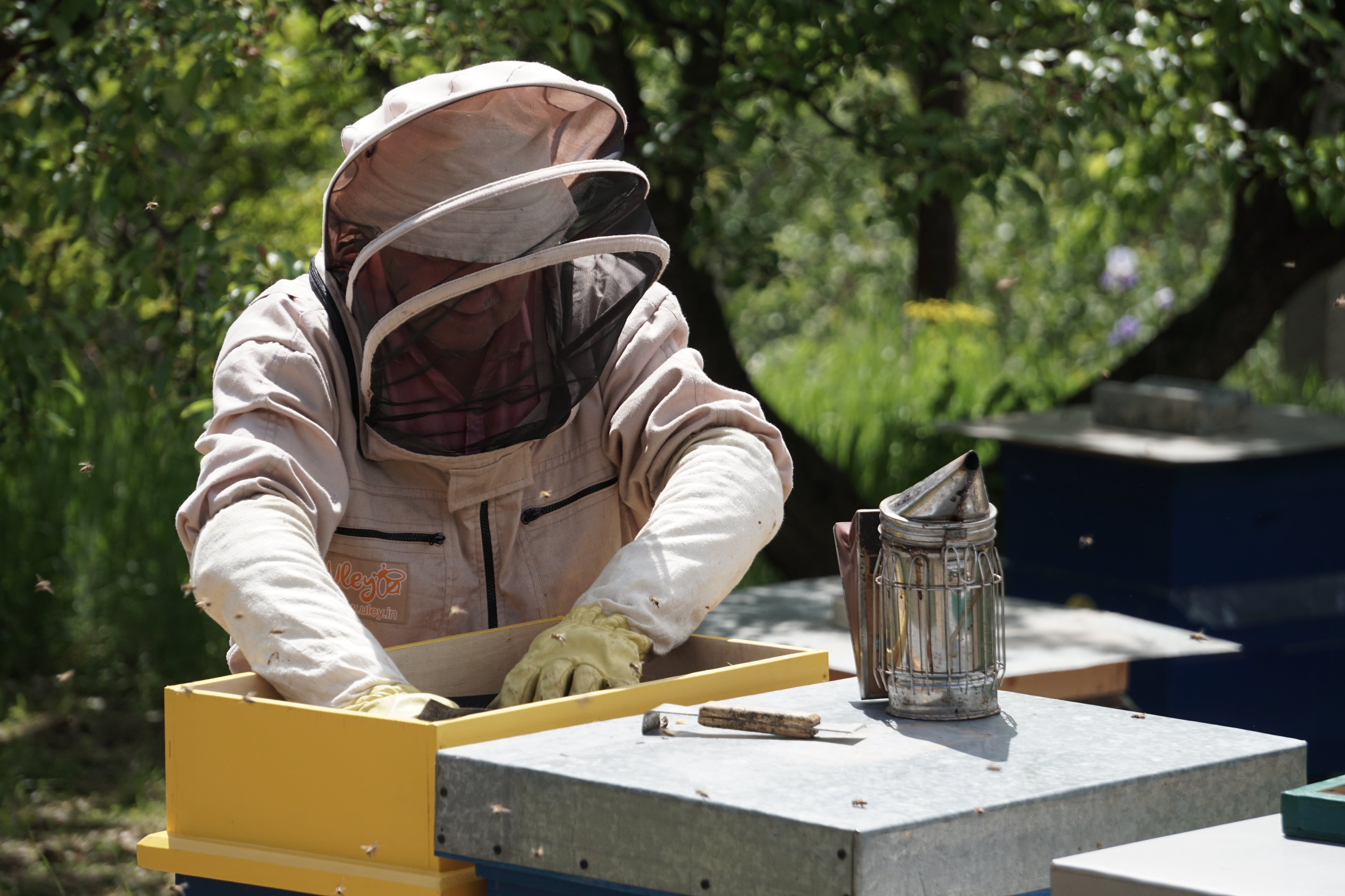 Beekeeper inspecting honeycomb frames at an apiary with a smoker tool in foreground