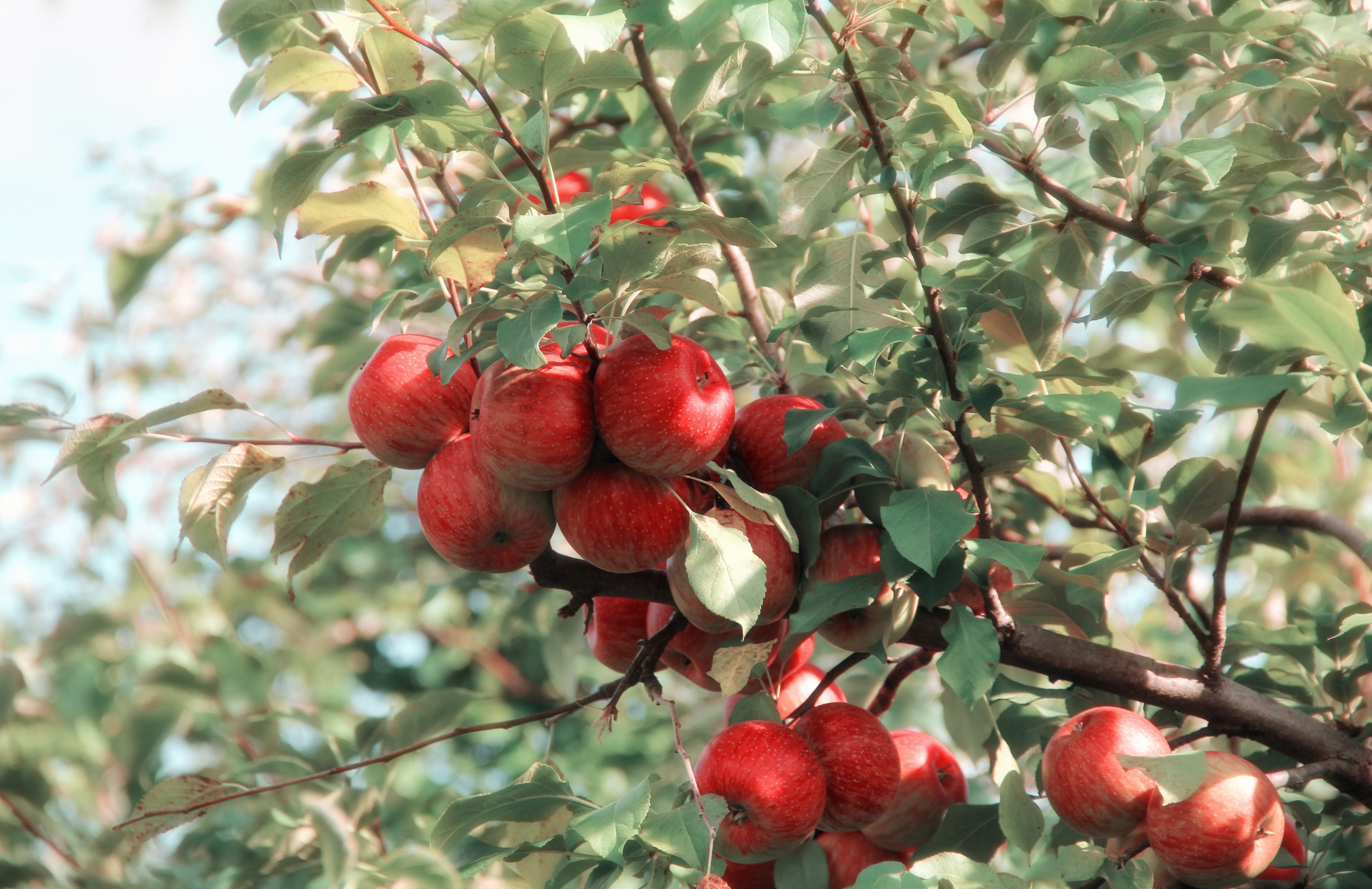 Ripe red apples on tree in orchard with sunlight filtering through leaves
