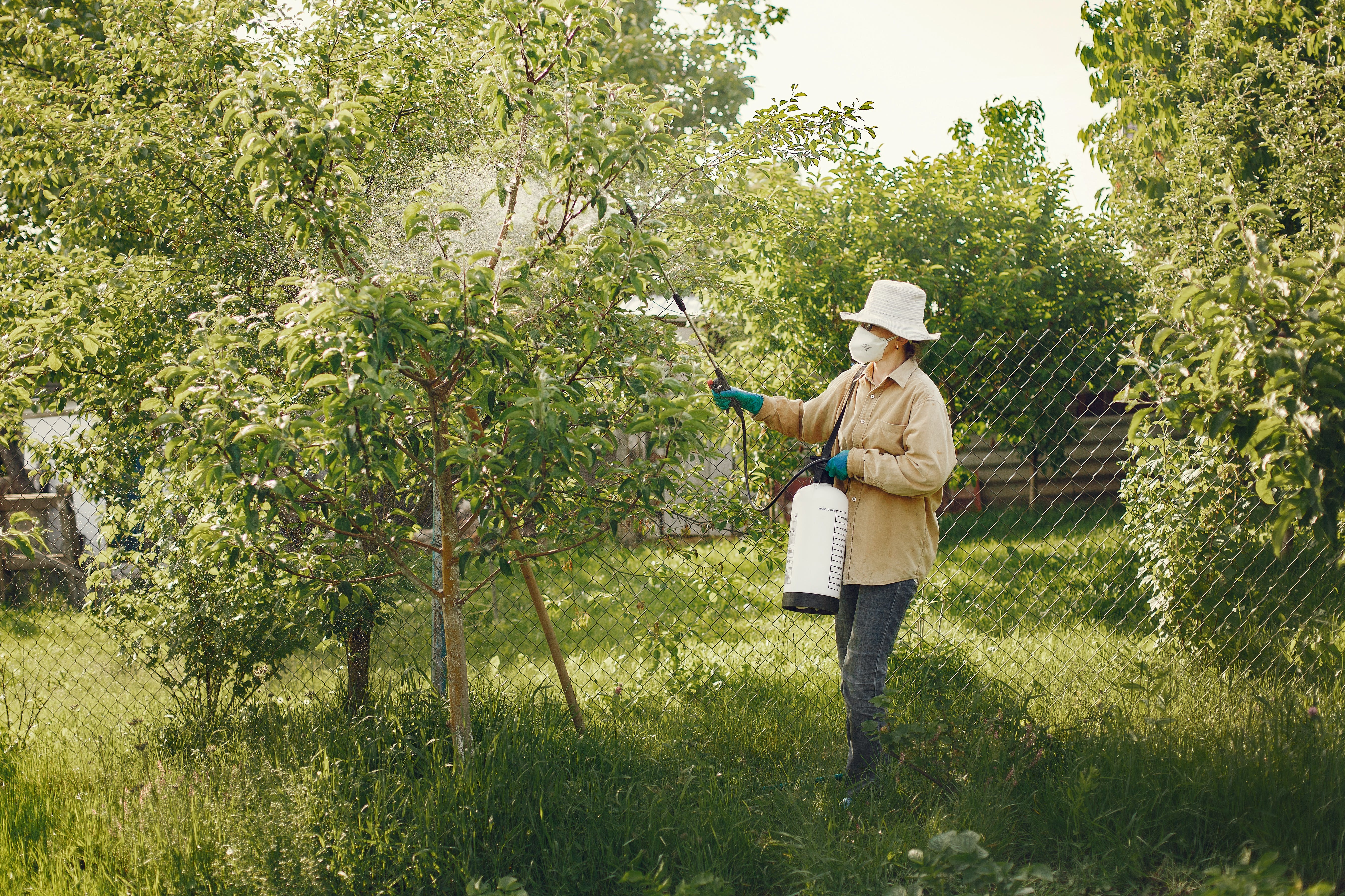 Person gardening spraying trees with pesticide in a lush green orchard